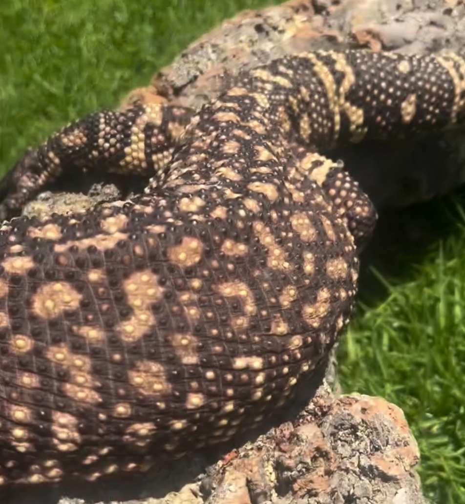 Beaded lizard 2.png