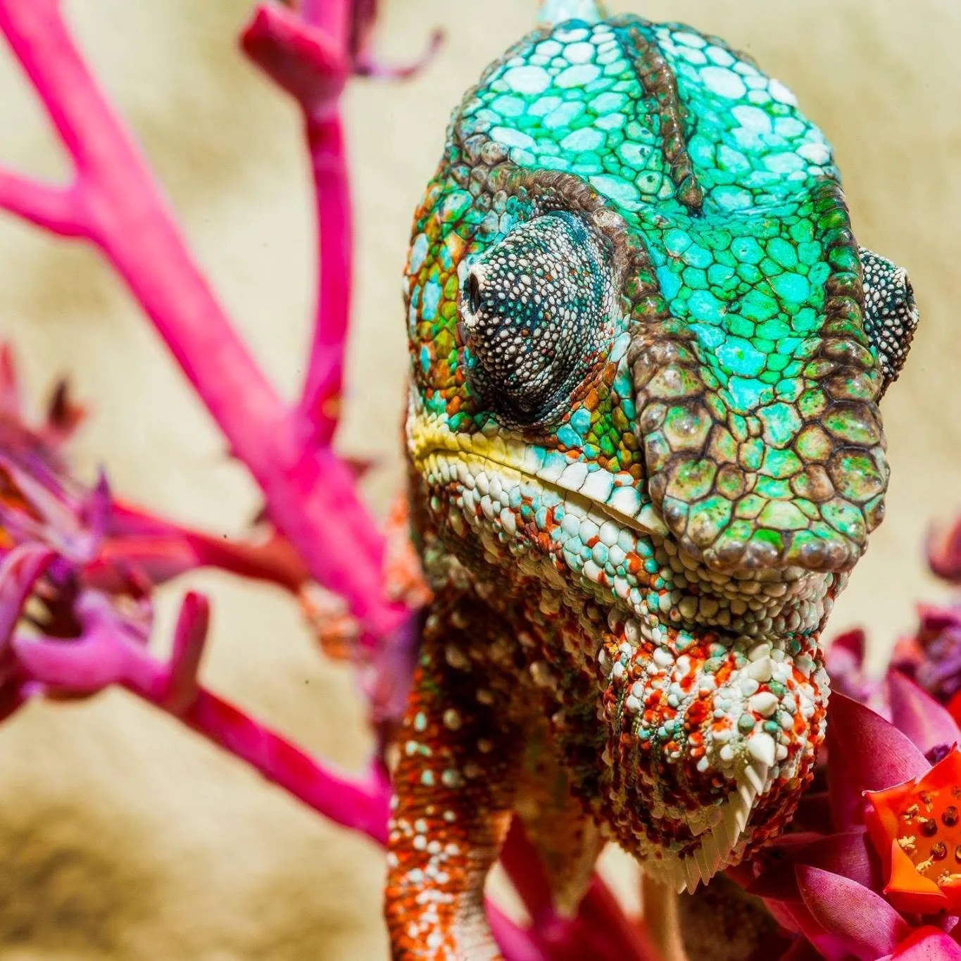 Close-up of a chameleon with bright, colorful, and textured skin on pink branches.