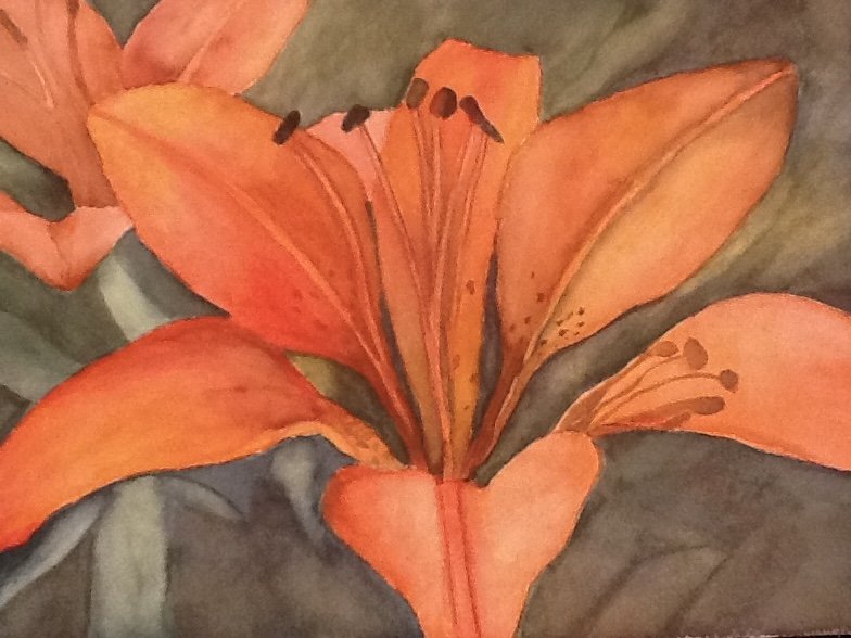 Close-up of orange lilies with dark anthers on a gray background.