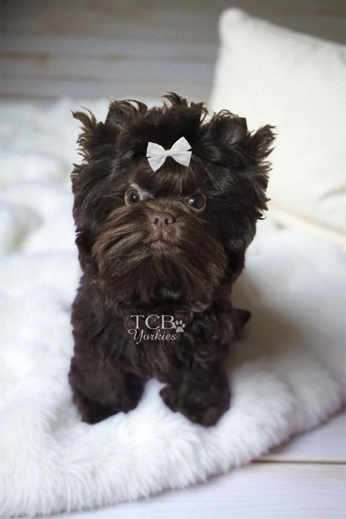 A small, dark brown puppy with a curly coat, lying on a white fluffy blanket. The puppy has big round eyes and a white bow on its head. The text 'TCB Yorkies' is visible on the blanket.