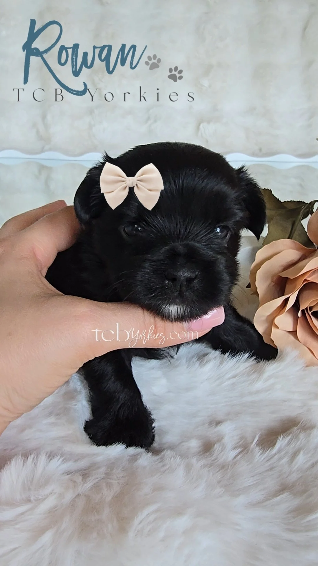 A black puppy with a pink bow on its head being held by a person's hand on a fluffy surface with a sign in the background that reads 'Rawr TCB Yorkies' and a flower.
