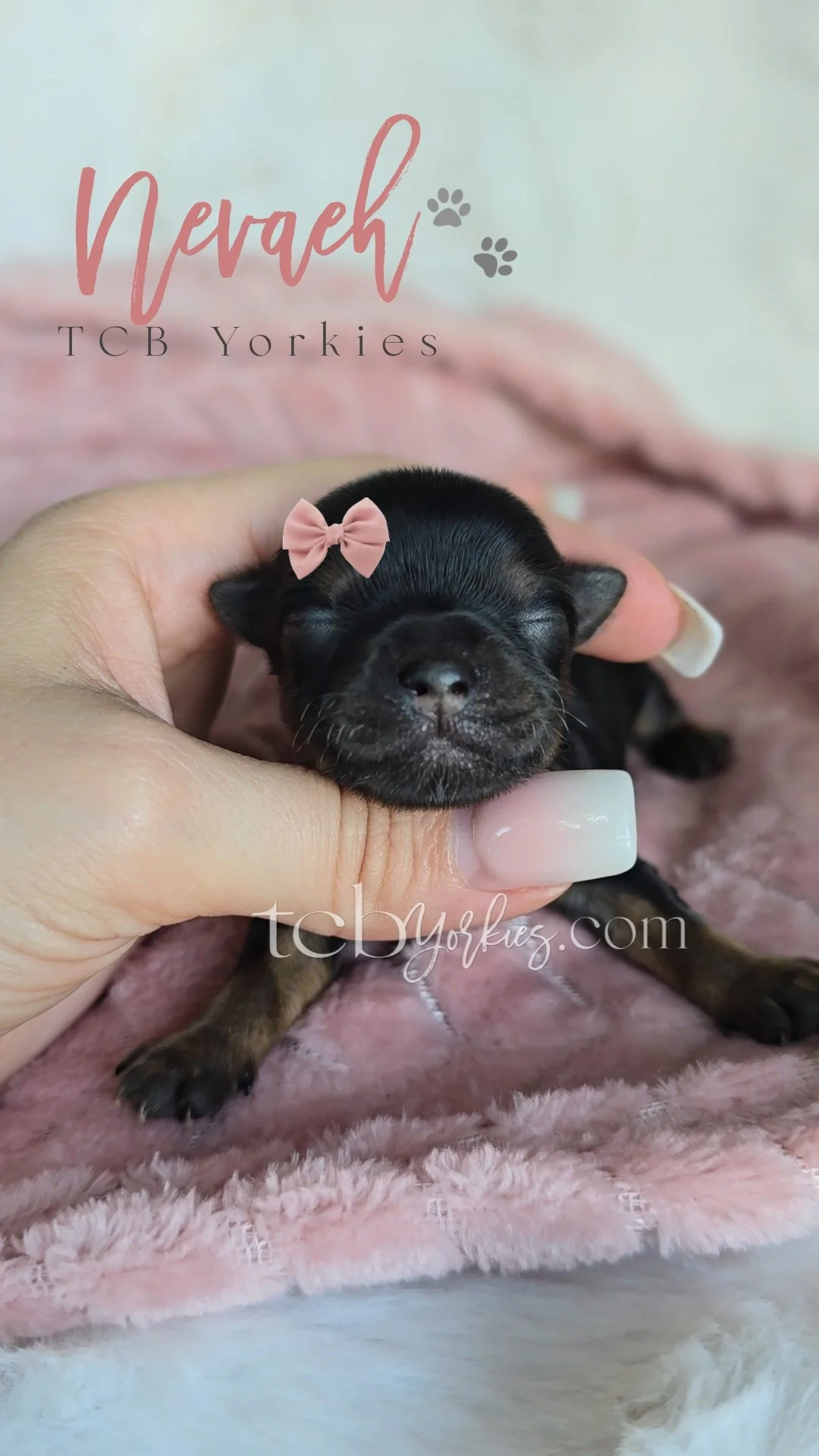 A tiny black and tan puppy with a pink bow in its hair, being gently held by a person's hand. The puppy is lying on a soft pink blanket.