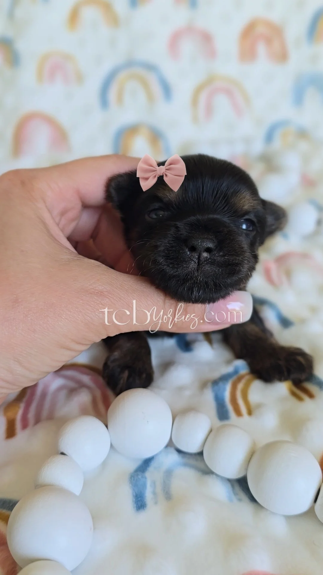 A small black puppy with a pink bow on its head, being gently held in a person's hand, surrounded by white decorative balls and a colorful rainbow-themed background.