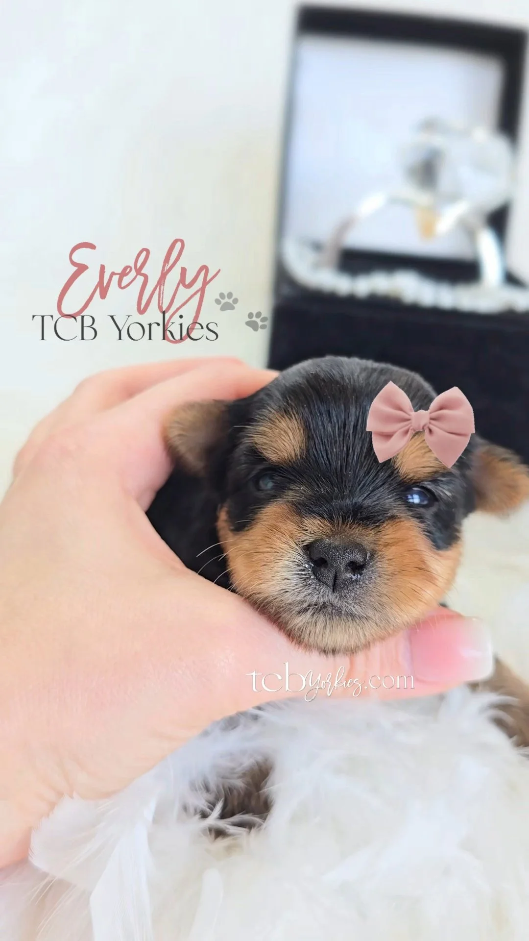 A tiny puppy with black and brown fur, wearing a pink bow on its head, being gently held by a hand, with a glass display case and a framed picture in the background.