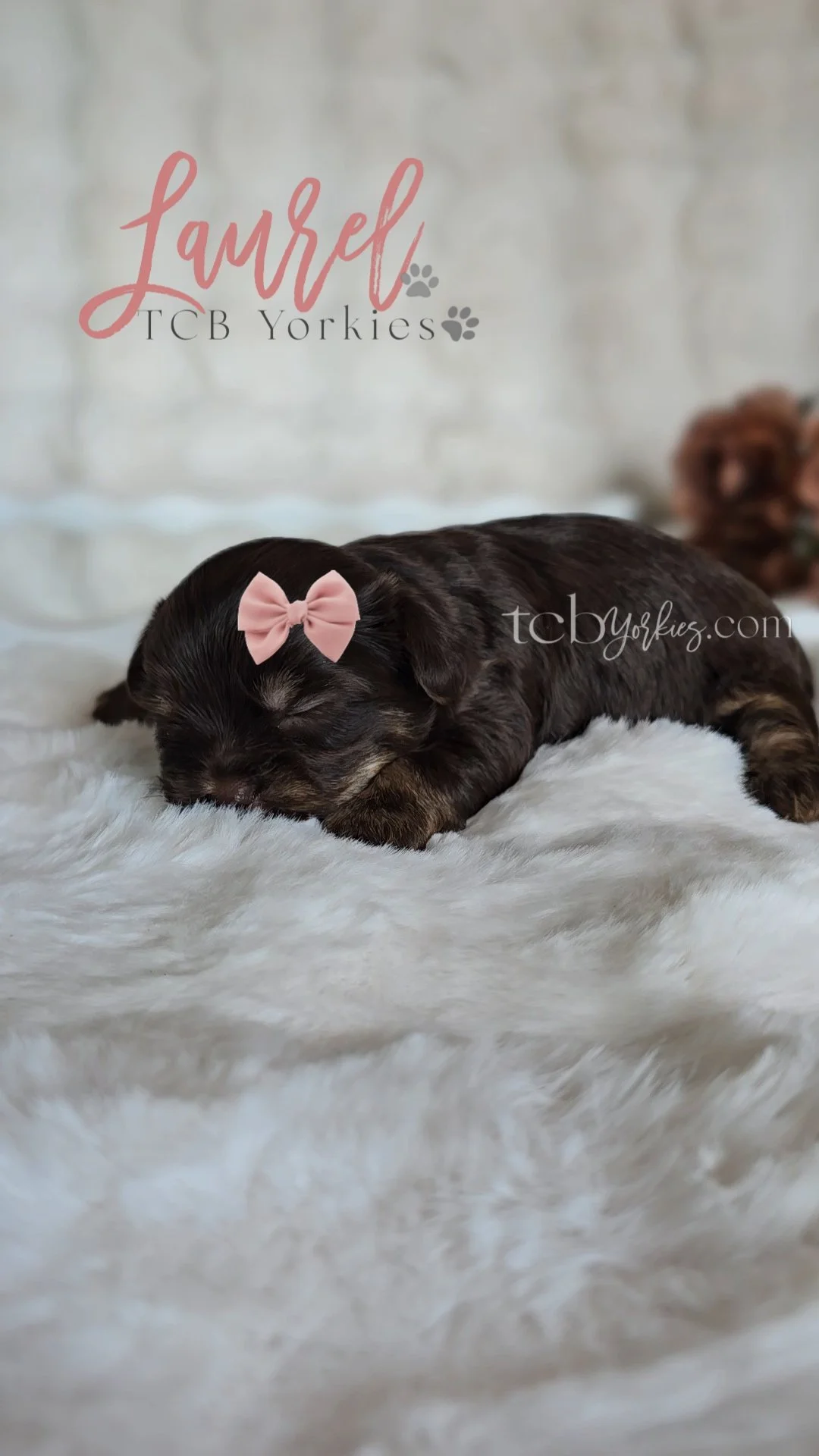 A tiny black and brown puppy with a pink bow on its head, sleeping on a white furry blanket. Background shows a wall with text reading 'Laurel TCB Yorkies' and some paw print icons.
