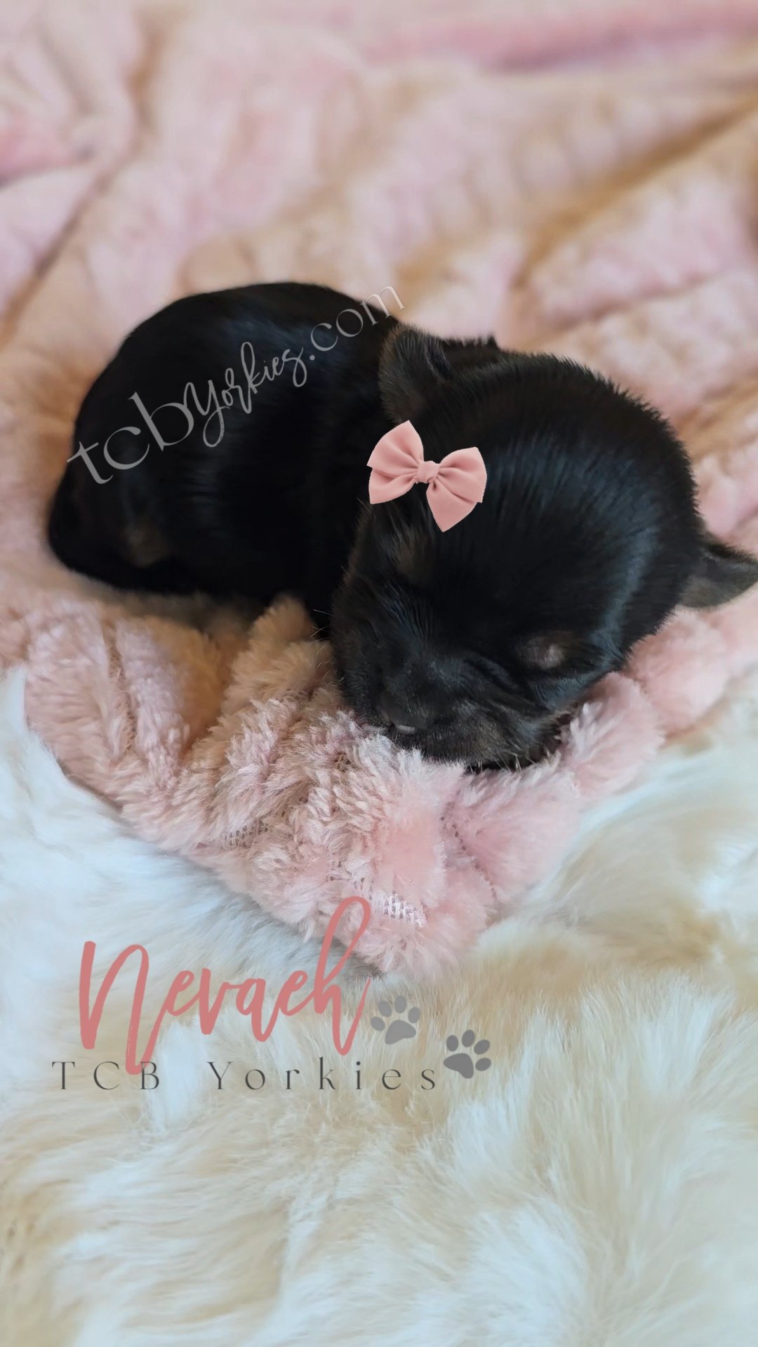 Two tiny black puppies with closed eyes, one has a pink bow on its head, resting on a fluffy pink blanket.