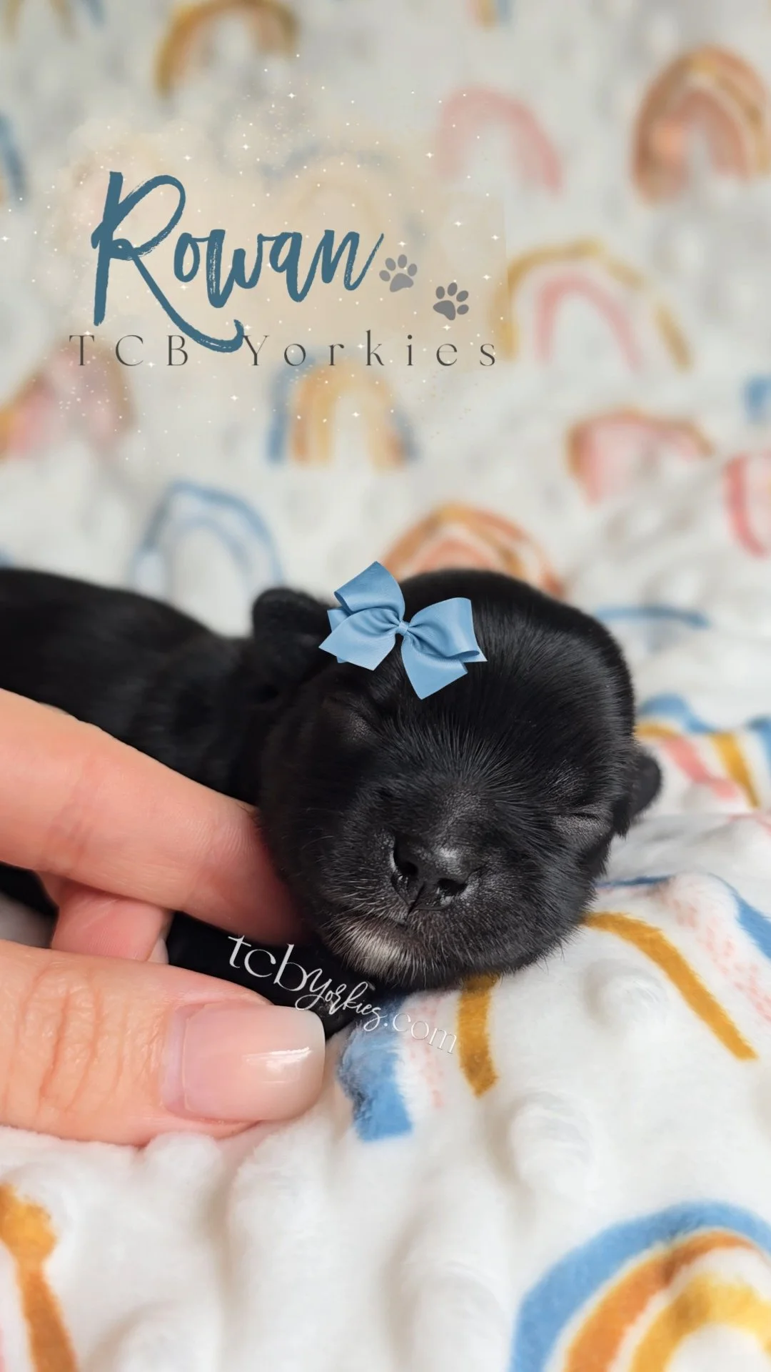 A tiny black puppy with a blue bow on its head, sleeping peacefully on a soft blanket with rainbow patterns, gently held by a person's hand.