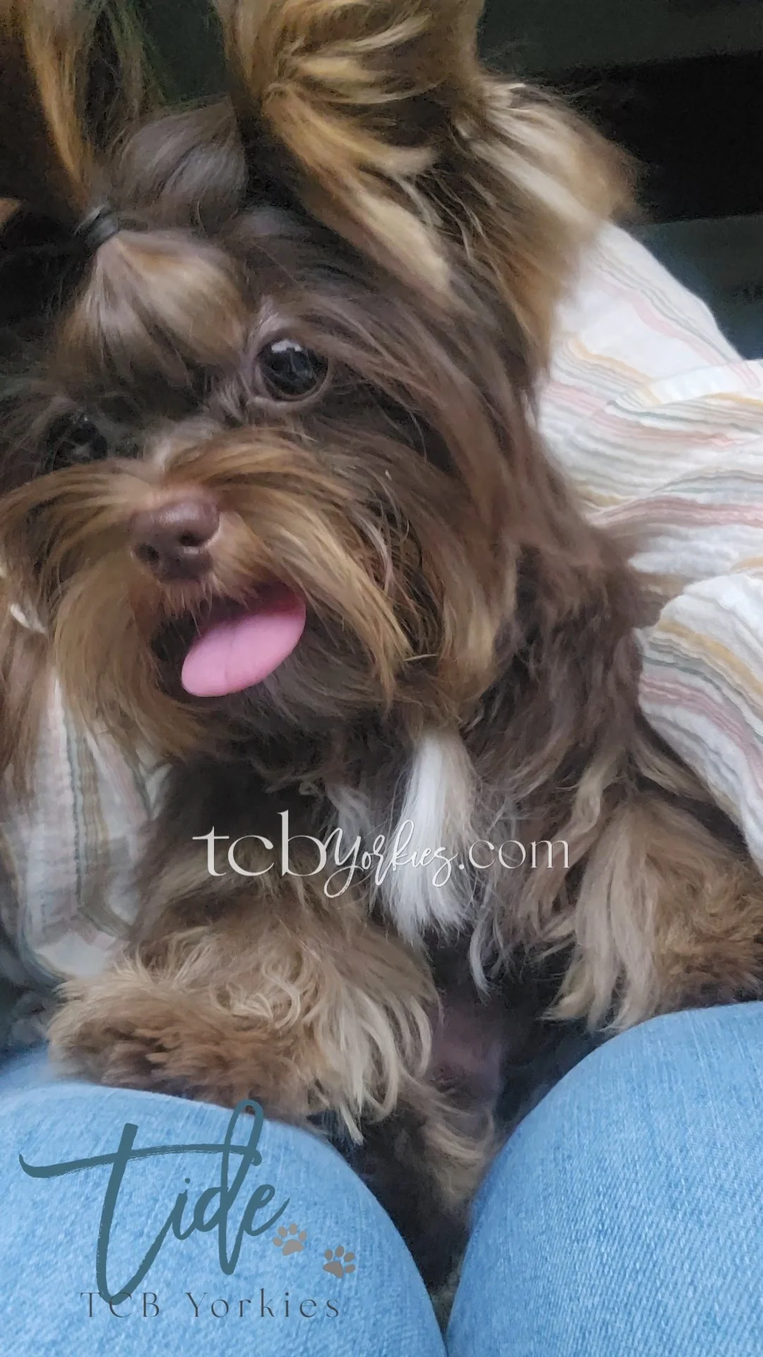 A small brown and black dog with a white chest, lying on a person's lap. The dog has its tongue out and is looking at the camera. The person is wearing blue jeans, and the background shows someone wearing a striped shirt.