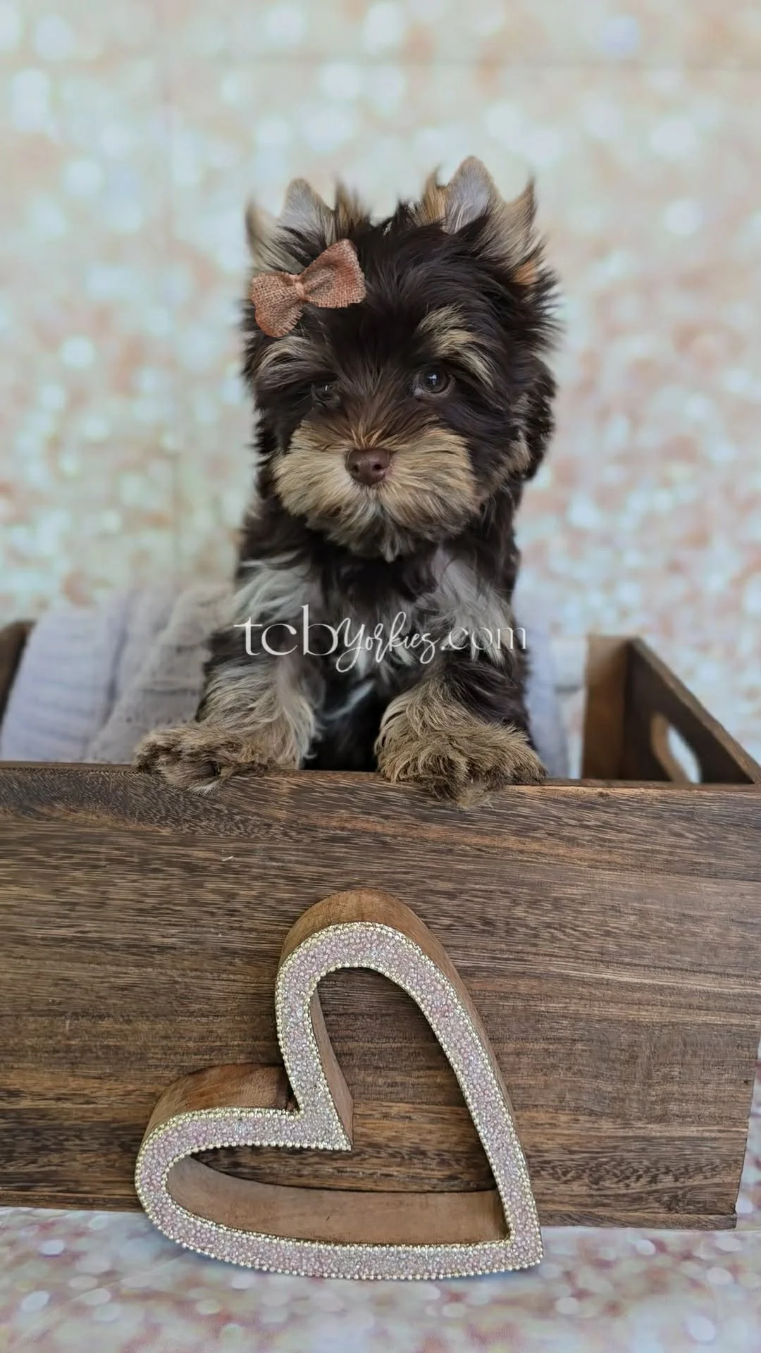 A cute fluffy puppy with a pink bow on its ear standing behind a wooden box with a heart-shaped decoration in front.