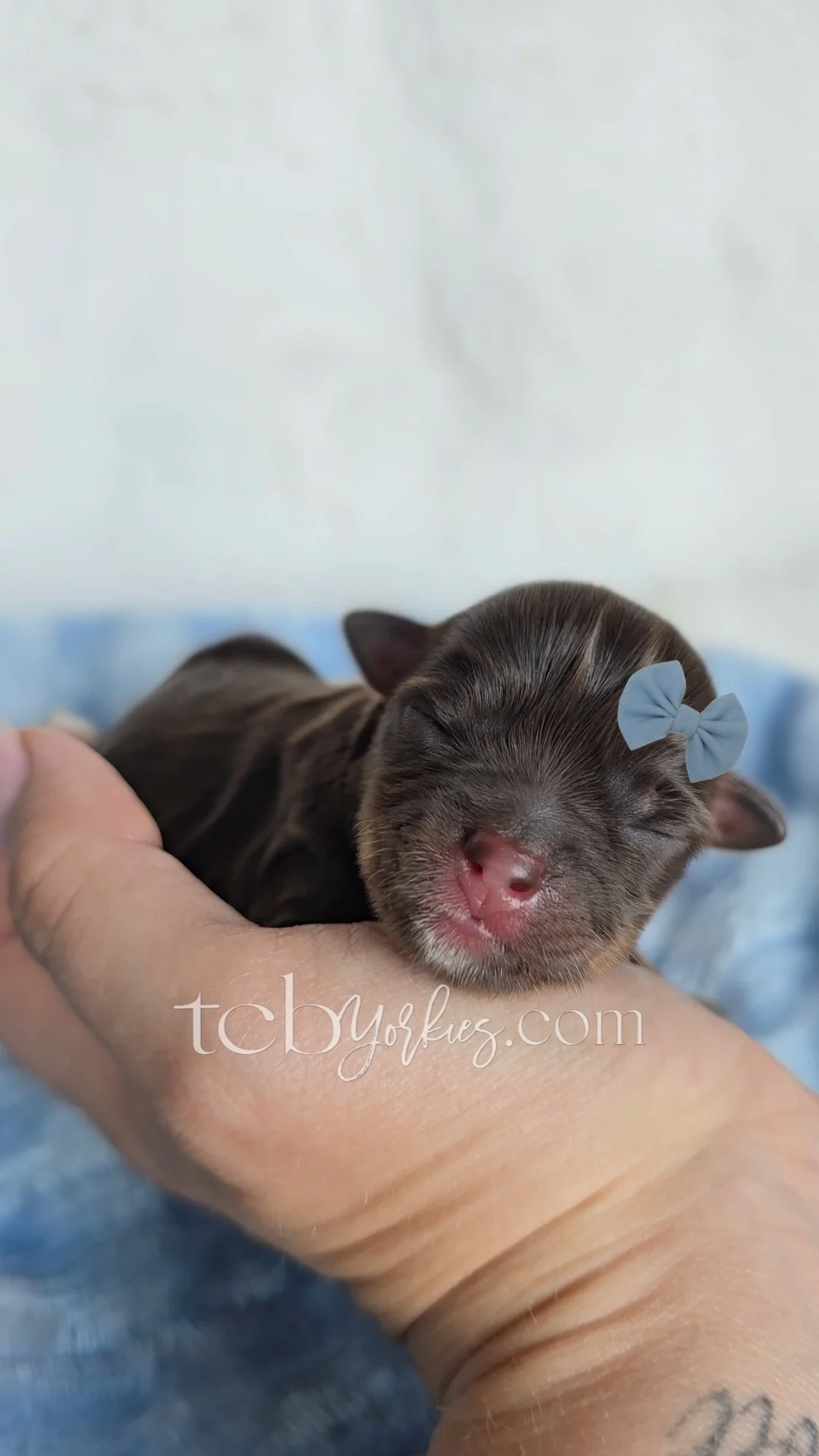 A tiny, newborn puppy with closed eyes, a pink nose, and a light blue bow on its head, resting on a person's hand.