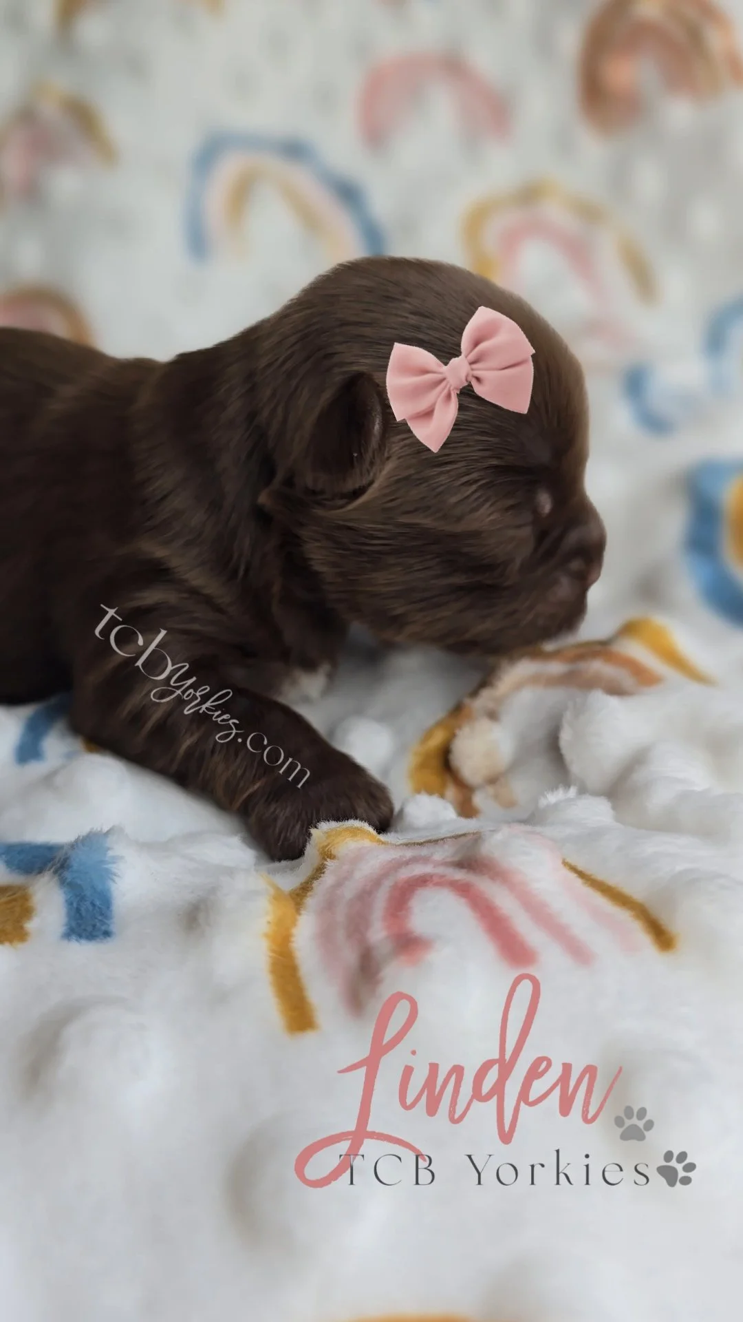 A small brown newborn puppy with a pink bow on its head, lying on a soft blanket with colorful rainbow patterns. There is text on the blanket that reads "funden" and "TCB Yorkies."