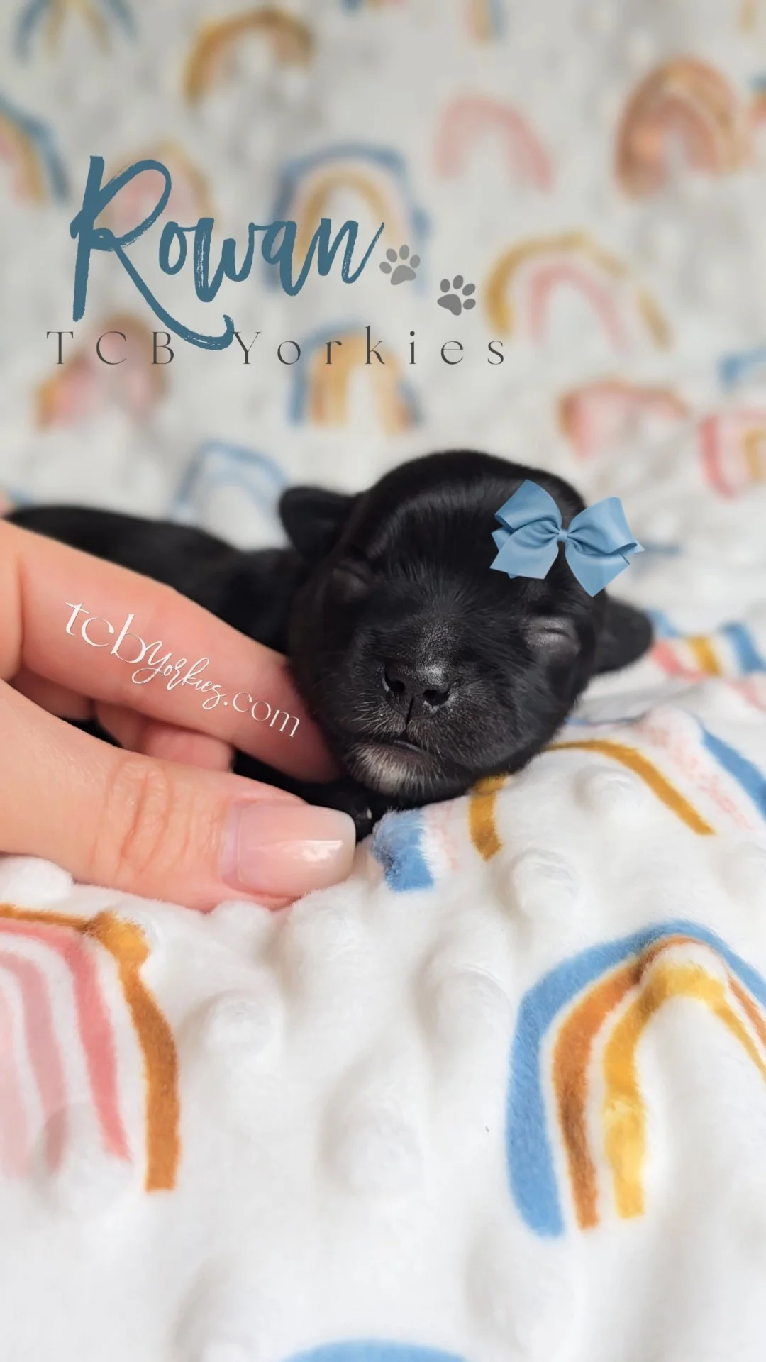 A tiny black puppy with a blue bow on its head, sleeping on a colorful blanket with a person's finger gently touching its face.