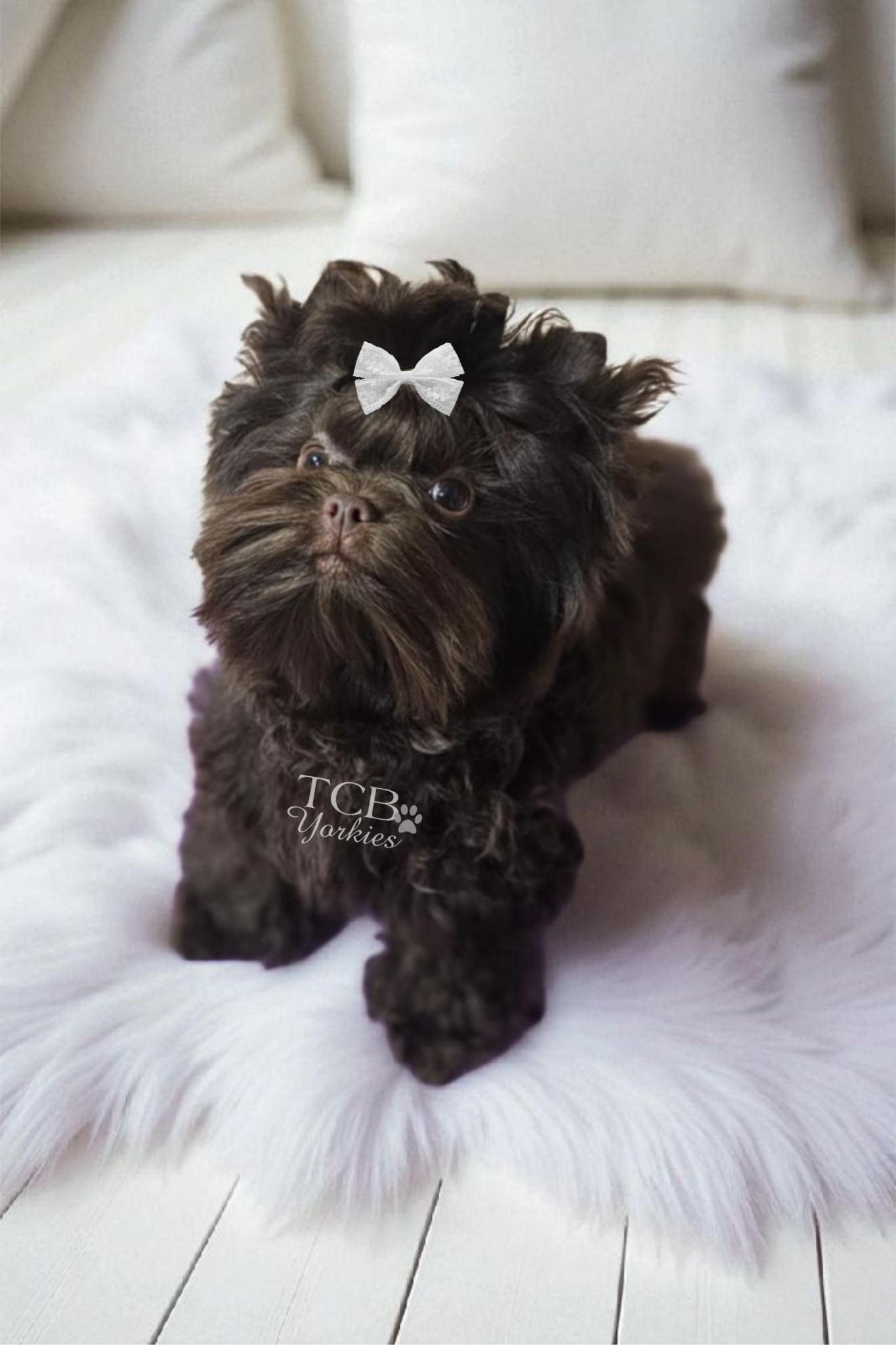 A small, fluffy, black and brown puppy with a white bow on its head sitting on a white furry rug, with white wooden floorboards in the background.