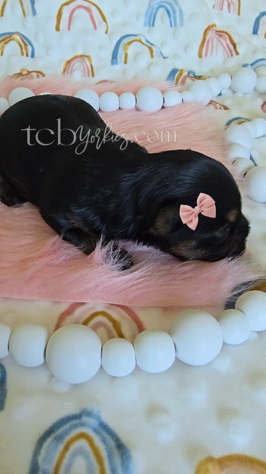 A small black puppy with a pink bow on its head, lying on a pink fluffy blanket surrounded by white beads and rainbow designs on the background.