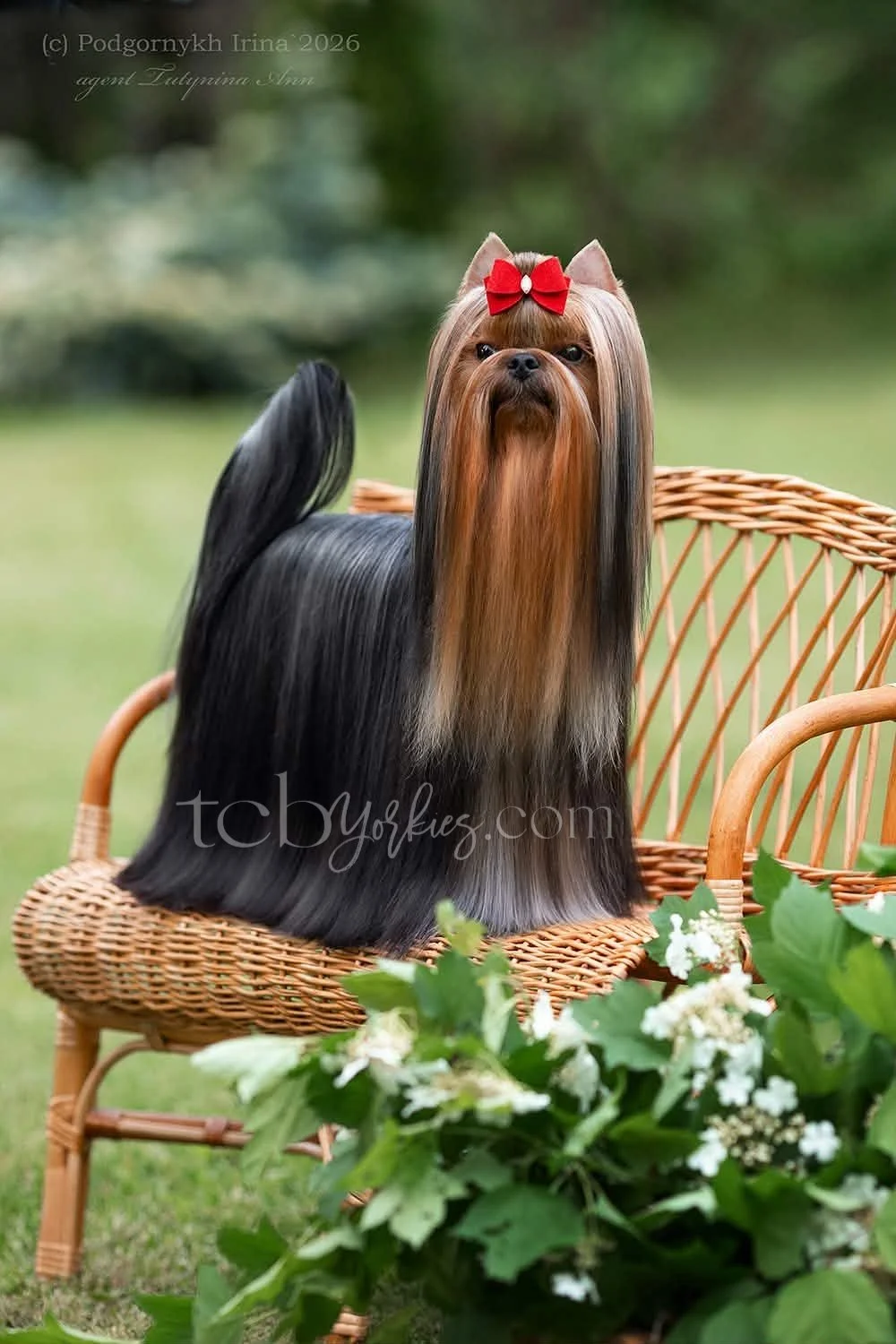 A Yorkshire Terrier with long, silky fur and a red bow on its head, sitting on a wicker chair outdoors, with green foliage and flowers in the foreground.