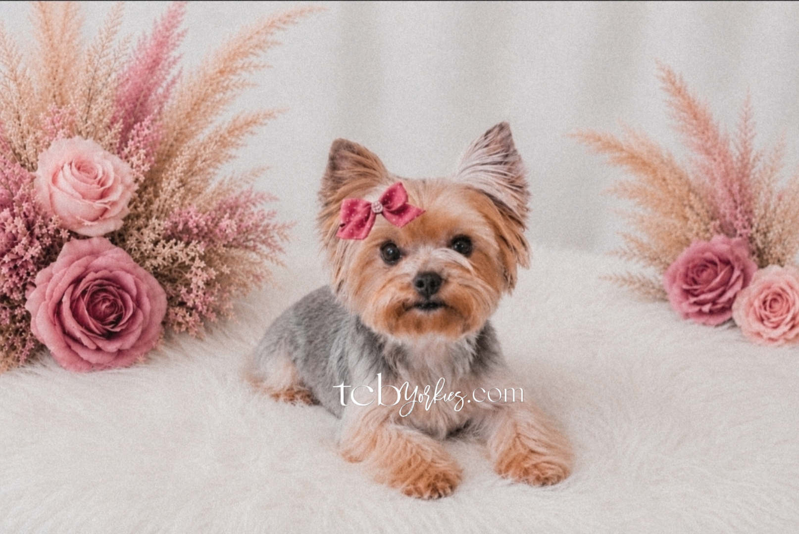 A small Yorkshire Terrier puppy with a pink bow on its head, sitting on a soft white surface, surrounded by pink roses and pink and beige pampas grass arrangements.