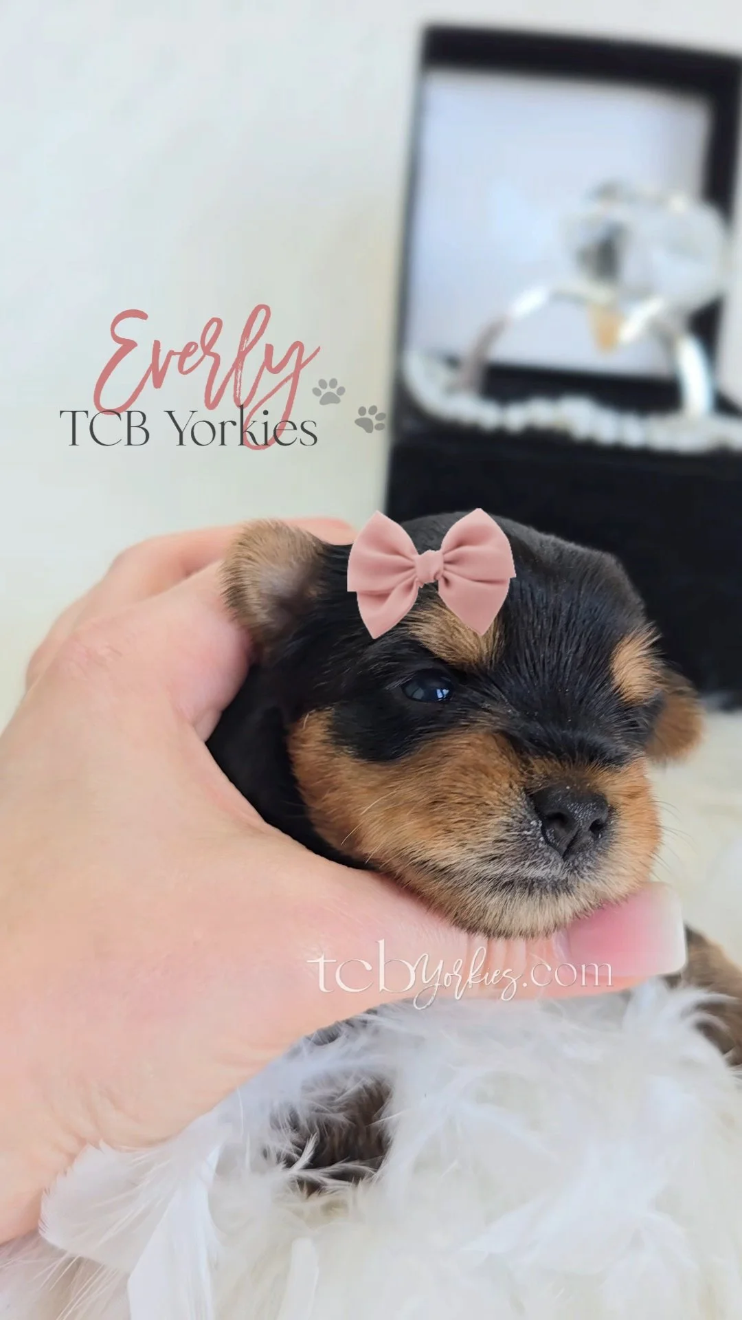 Close-up of a small puppy with a pink bow on its head, being gently held in a person's hand. In the background, a box with a clear glass water pipe is visible. The text 'Everly TCB Yorkies' and 'tcbYorkies.com' are overlaid the image.