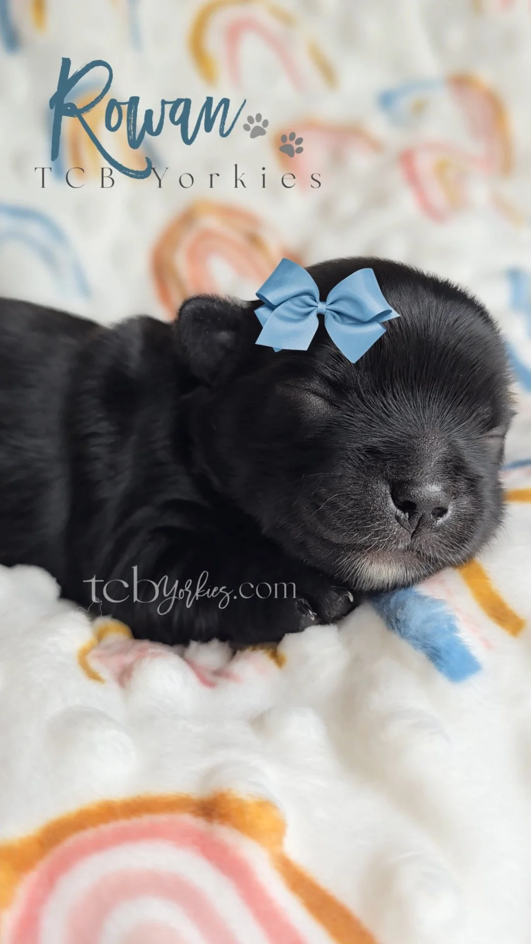 A black puppy with a blue bow on its head, sleeping on a soft blanket with colorful swirl patterns.