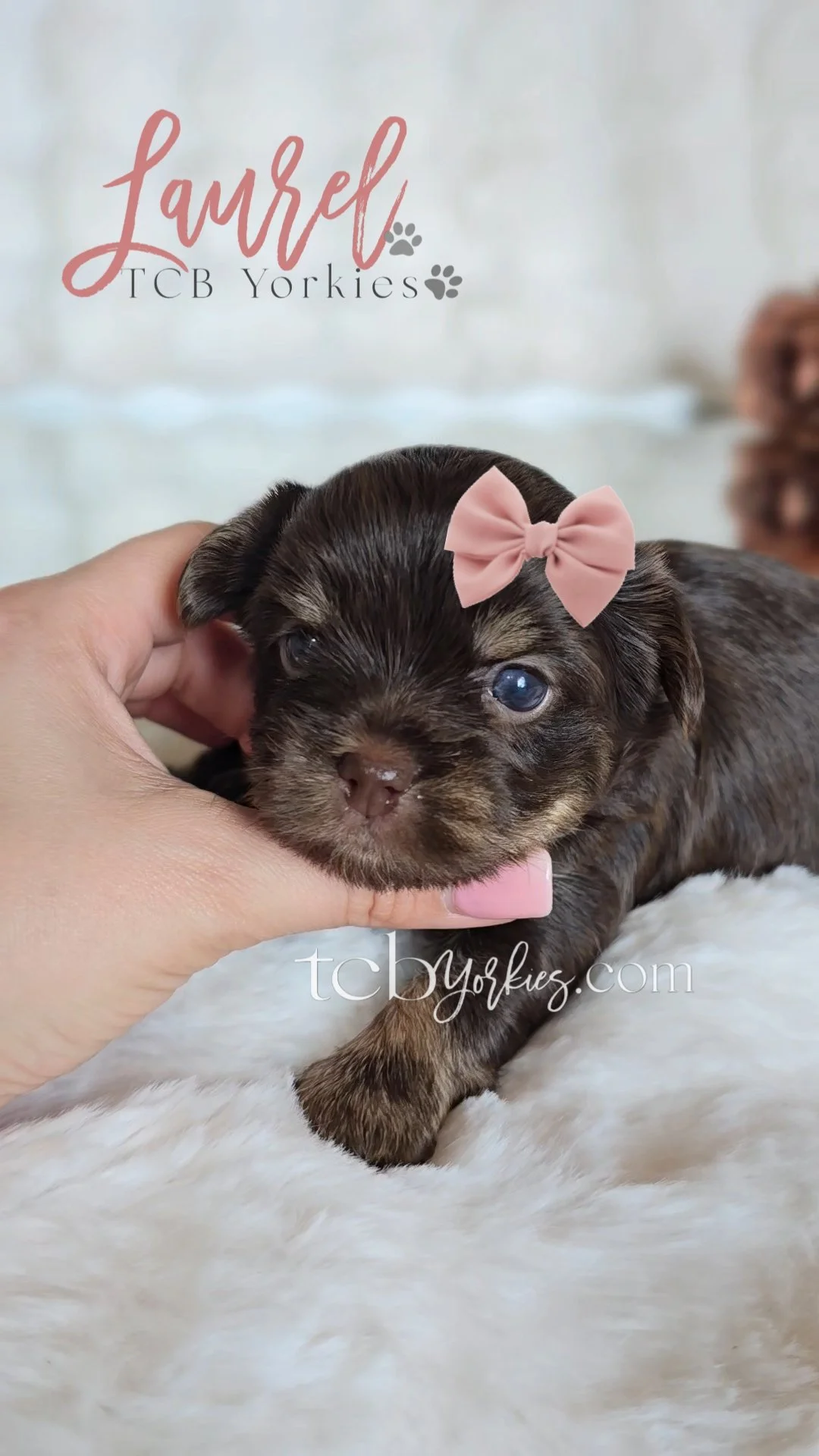 Close-up of a tiny brown and black puppy with blue eyes, wearing a pink bow, being gently held by a person's hand, on a white fluffy surface.