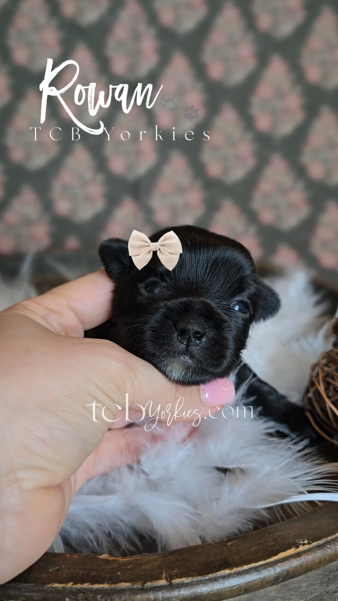 A person holding a small black and white puppy with a beige bow on its head, in a wooden basket, with a patterned background.