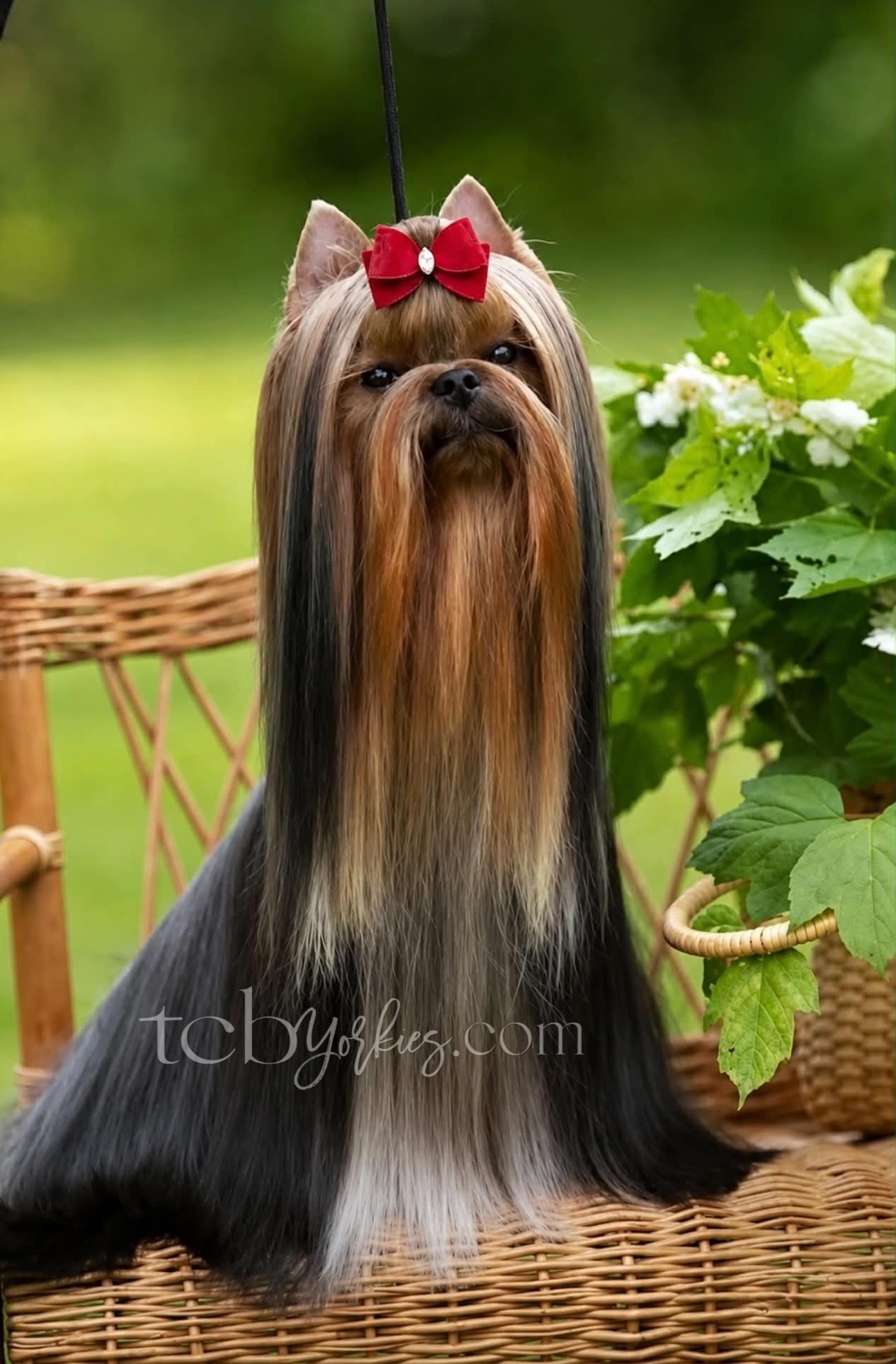 A Yorkshire Terrier dog with a red bow on its head, sitting on a wicker chair outdoors with green foliage and white flowers nearby.