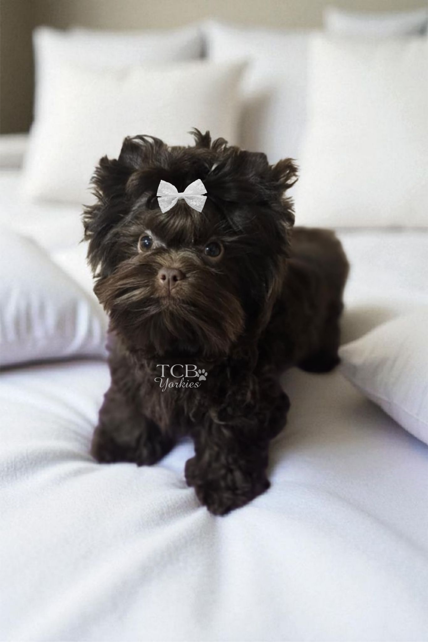 A small black puppy with a white bow on its head, walking on a white surface.