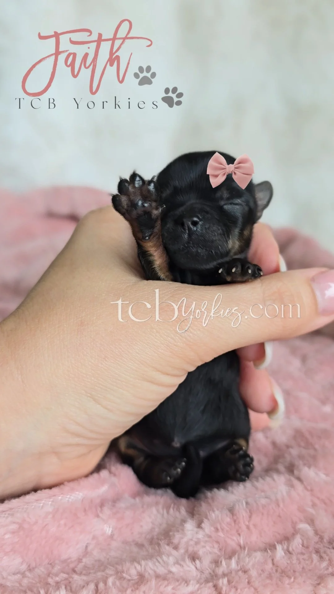 Close-up of a tiny black puppy with a pink bow on its head, being gently held in a person's hand, resting on a soft pink blanket.