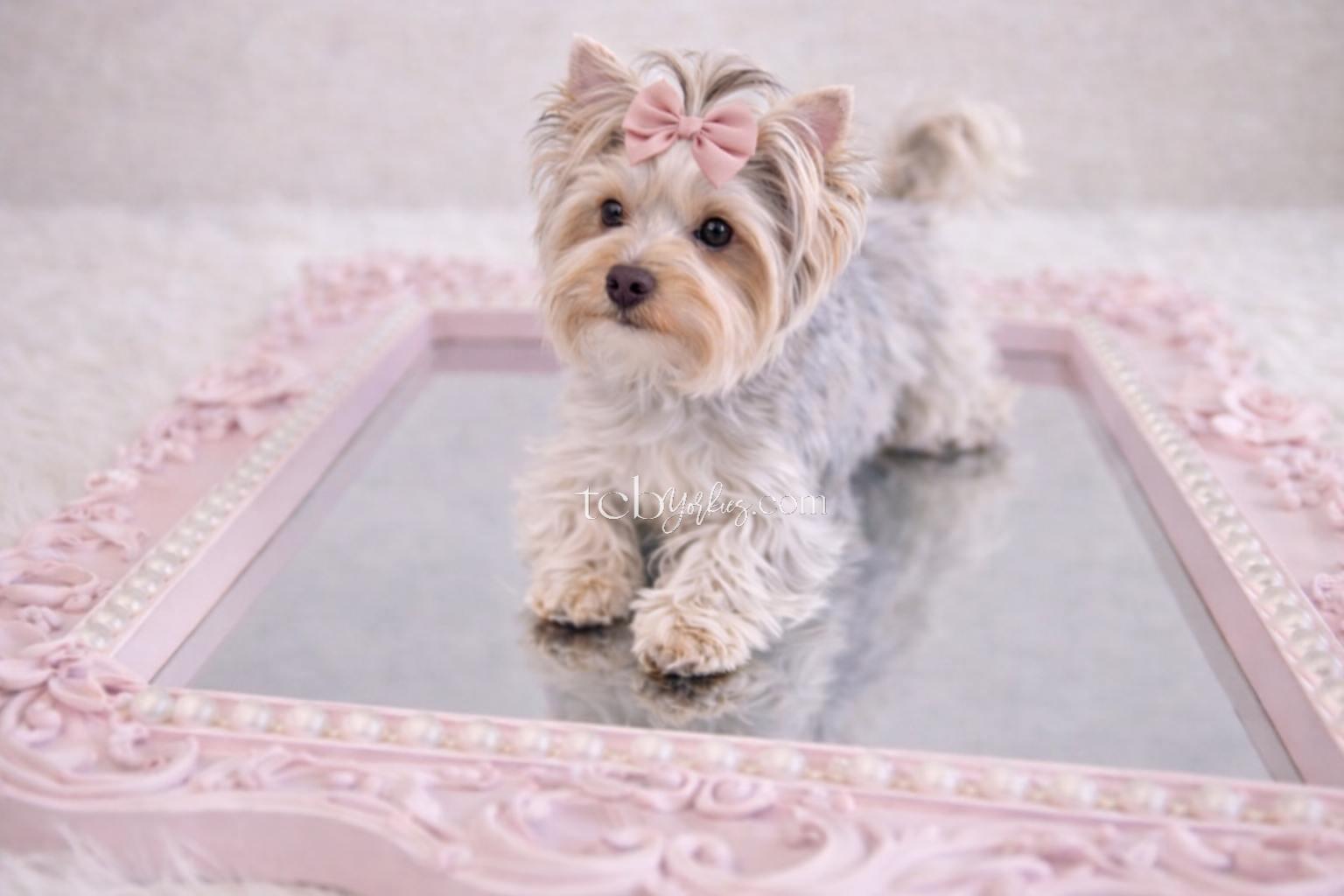A small, fluffy dog with a pink bow on its head standing on a pink, ornate frame with pearls, on a reflective surface.