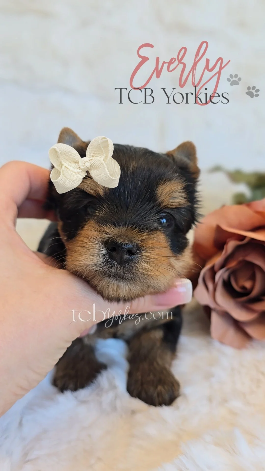 A small black and brown puppy with a white bow on its head, being held by someone. The background shows a large pink flower and text that reads 'Everly TCB Yorkies' and 'tcb yorkies.com'.
