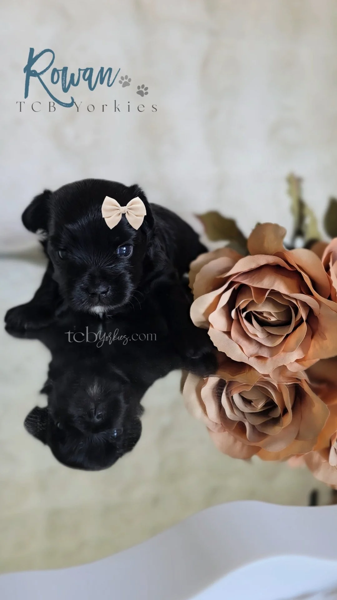 A small black puppy with a beige bow on its head, lying next to a large peach-colored artificial rose flower. The puppy's reflection is visible on a glossy surface beneath it.