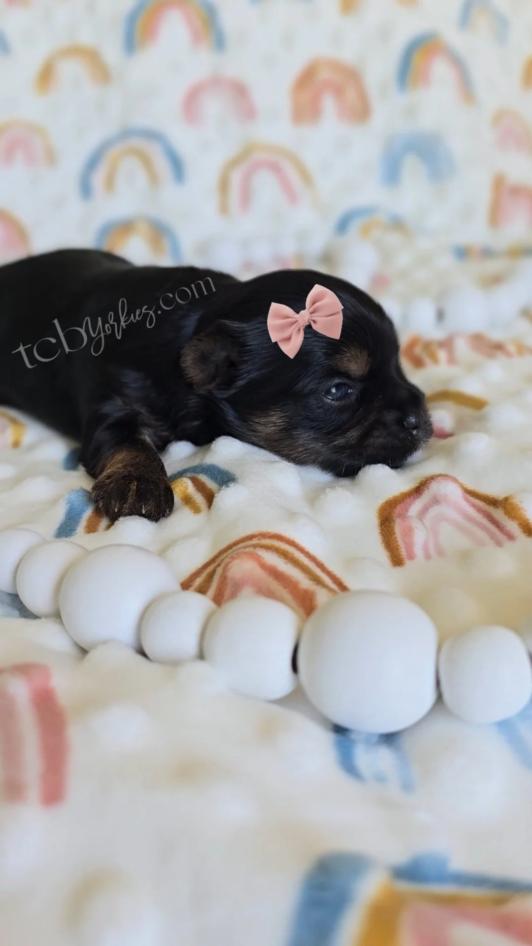 A black and tan puppy lying down on a soft, cream-colored blanket with rainbow patterns, wearing a pink bow in its hair.