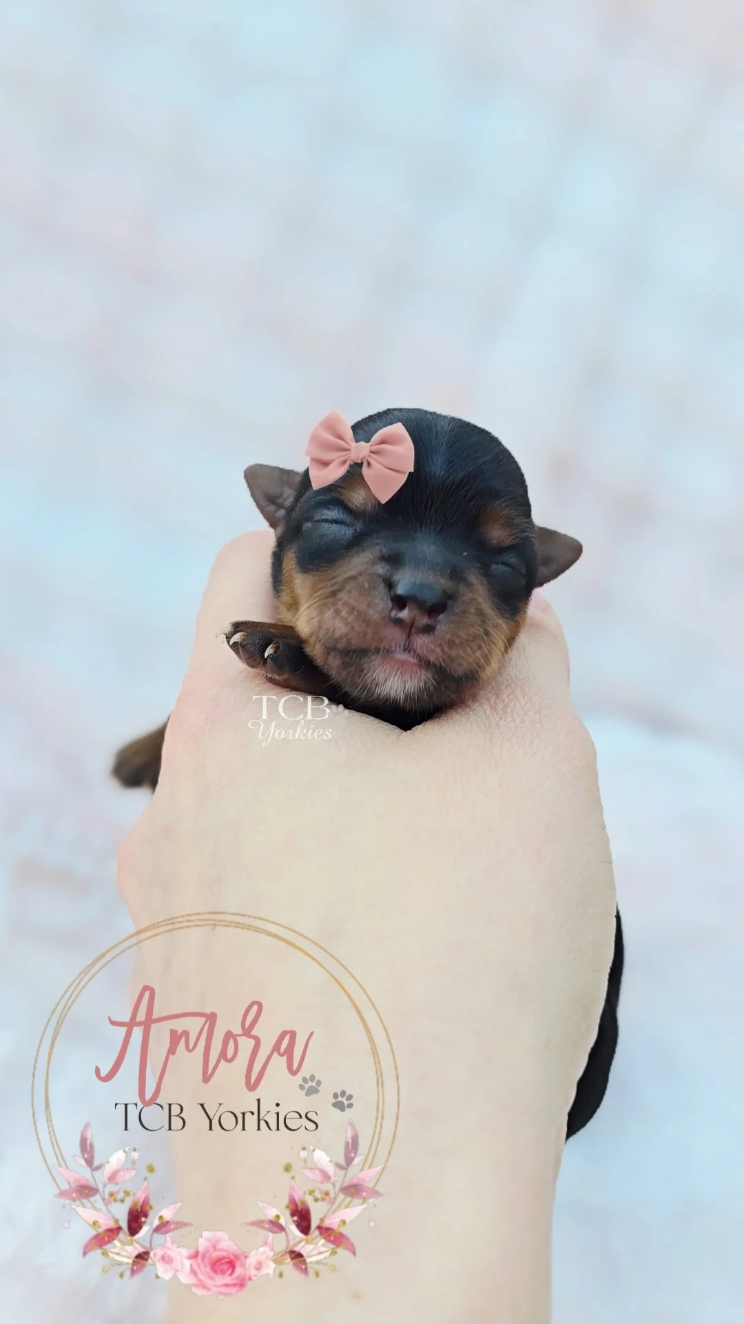 A tiny black and tan puppy with closed eyes and a pink bow on its head is being held in a person's hand against a blurry pale background. The image has pink floral graphics and the words 'Amora TCB Yorkies'.