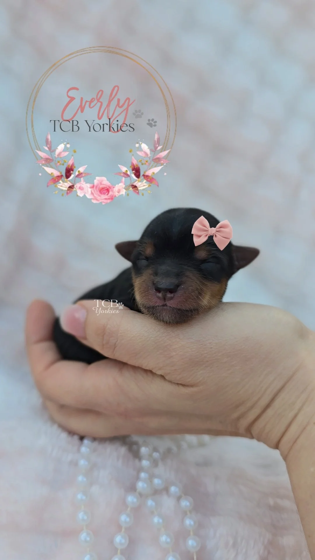 A tiny, black and tan yorkie puppy with a pink bow on its head, being gently held in a person's hand, with a pastel background and pearl necklace. The image has a floral and text overlay reading 'Everyly TCB Yorkies'.