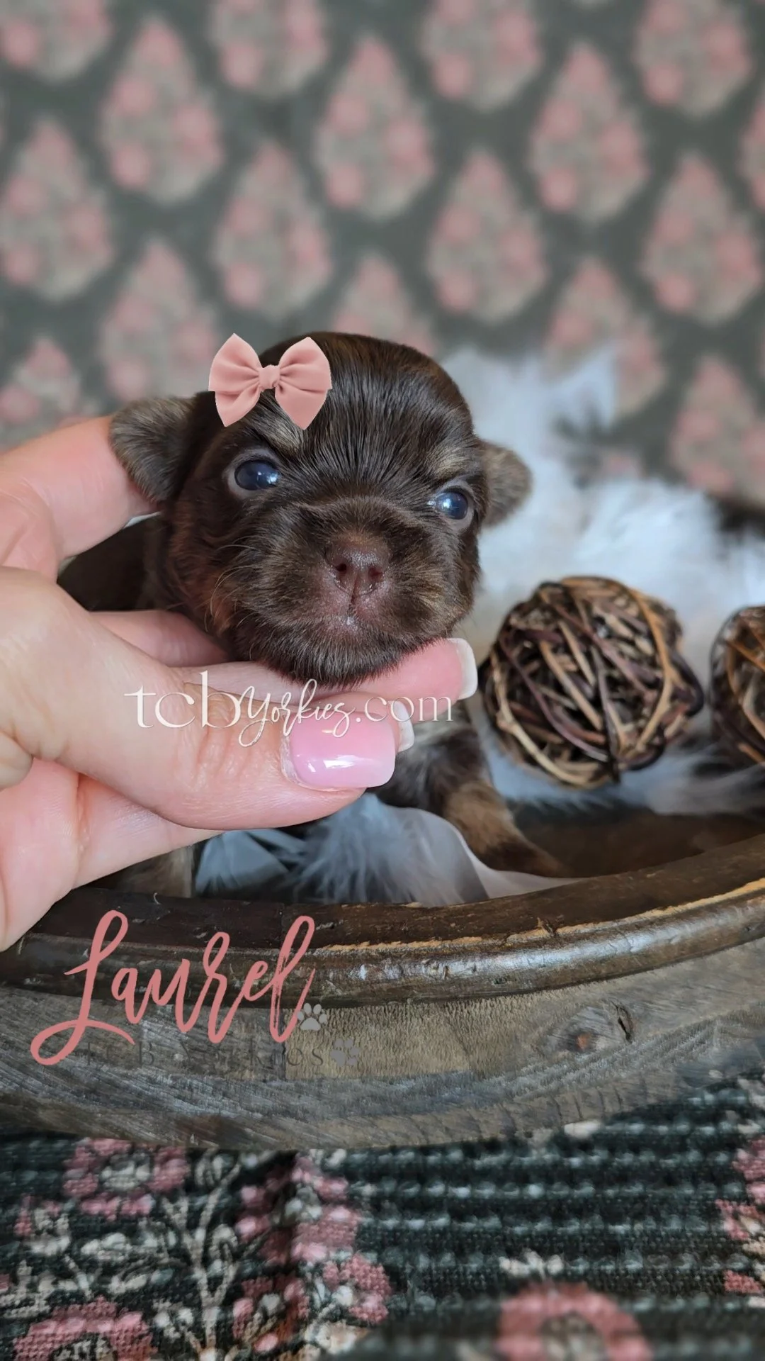 A small puppy with a pink bow on its head being gently held by a person's hand. The puppy has brown and black fur and blue eyes, lying inside a decorative bowl with two wicker balls nearby. There is a pink and black patterned background behind the pu