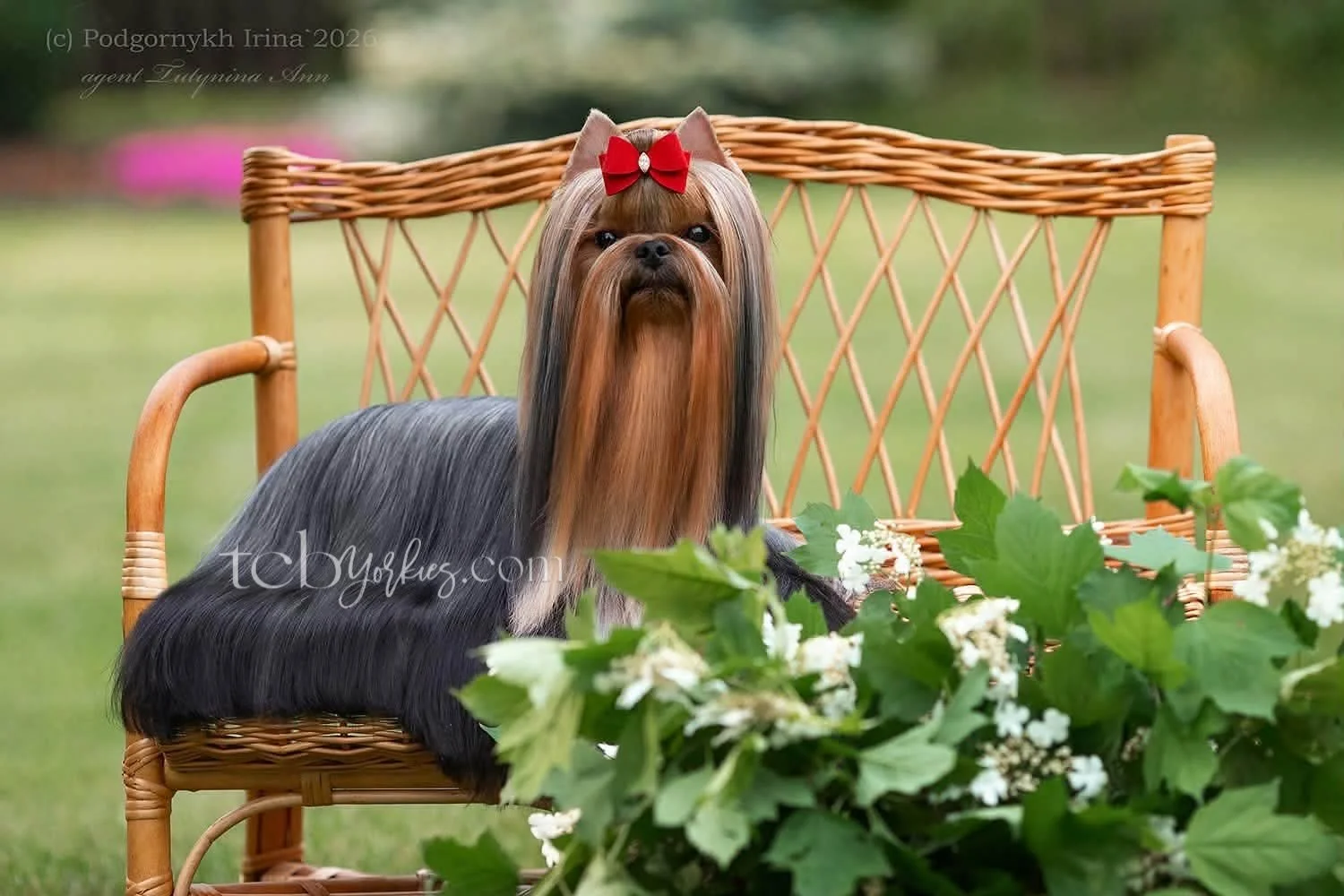 A Yorkshire Terrier dog with long, silky hair, sitting on a wooden chair outdoors. The dog has a red bow on its head and is surrounded by green foliage and white flowers, with a blurred natural background.