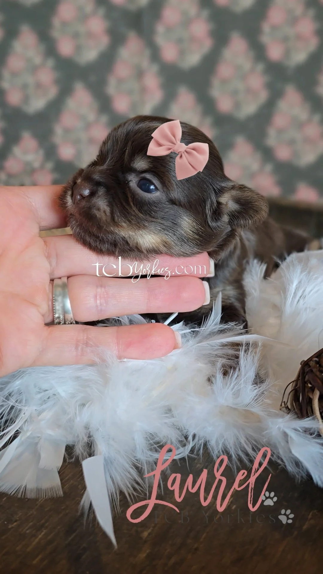 Close-up of a tiny, dark-furred puppy with a pink bow on its head being gently held by a person's hand against a blurred floral background. The puppy is resting on a bed of white feathers, with text overlay reading 'fandel' and some decorative paw pr