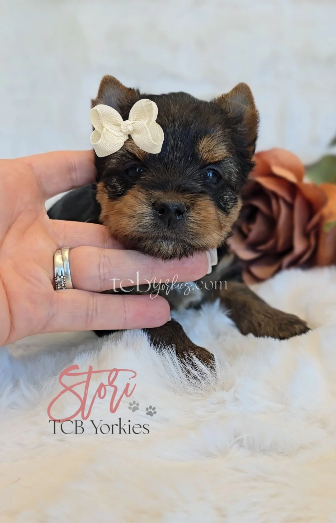Close-up of a small puppy with a white bow on its head, lying on a soft, white surface, with a blurred brown flower in the background.