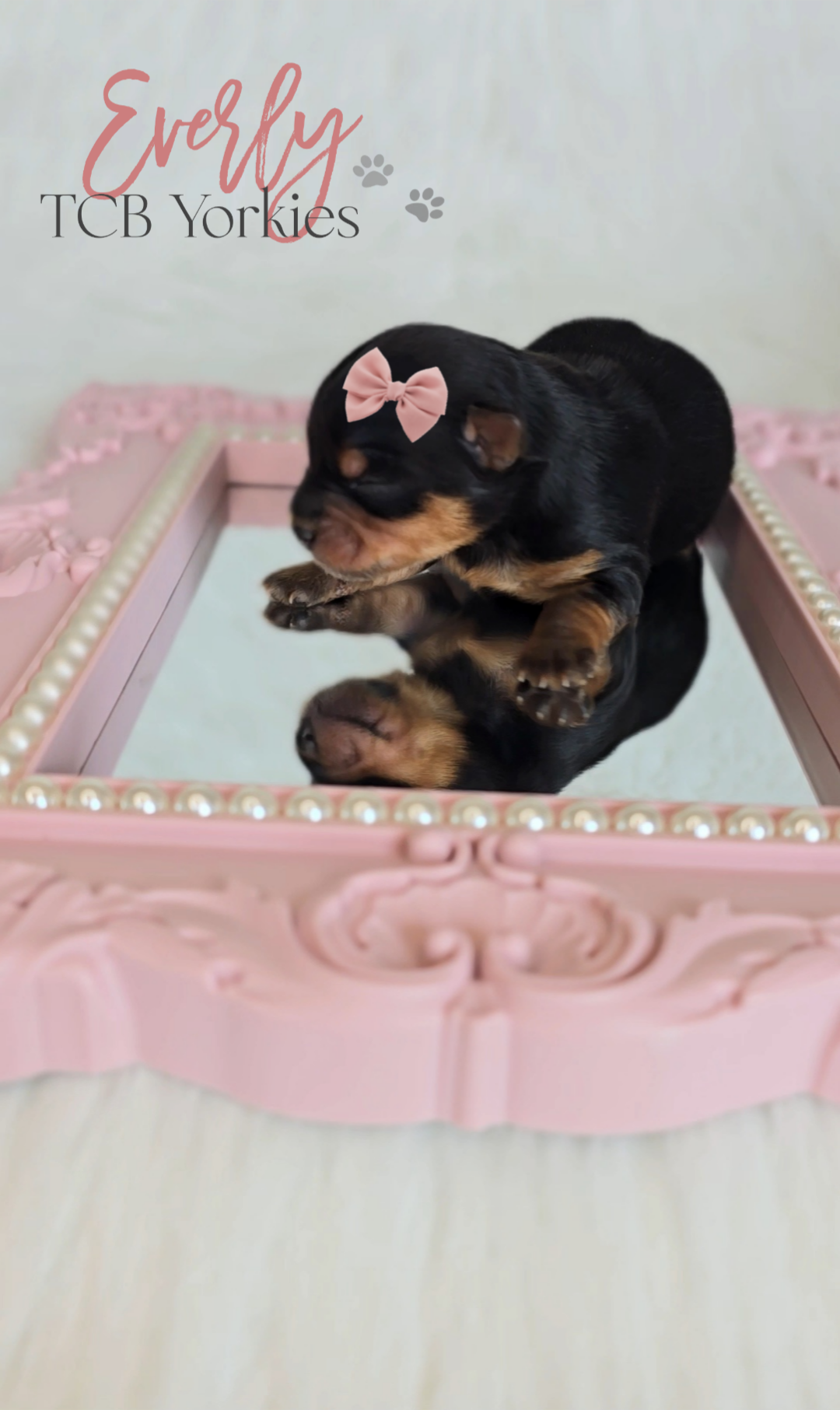 A small black and tan puppy with a pink bow on its head lying on a pink ornate frame with pearls, reflected on a mirror, with text saying "Every" and "TCB Yorkies" in the background.