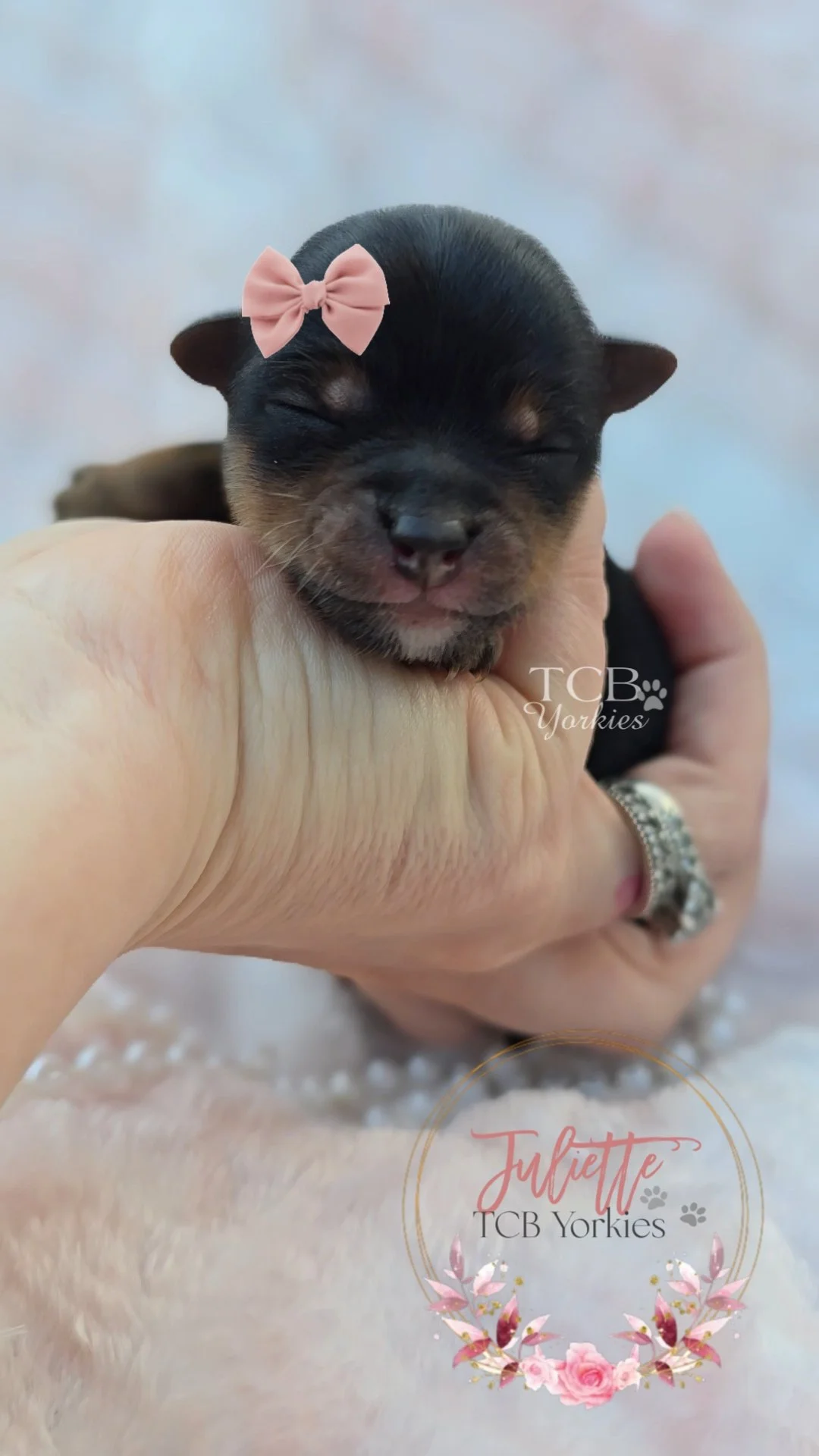 A tiny black and tan puppy with closed eyes and a pink bow on its head being held gently, with a soft background and a floral logo with pink flowers and the text 'Juliette TCB Yorkies'.