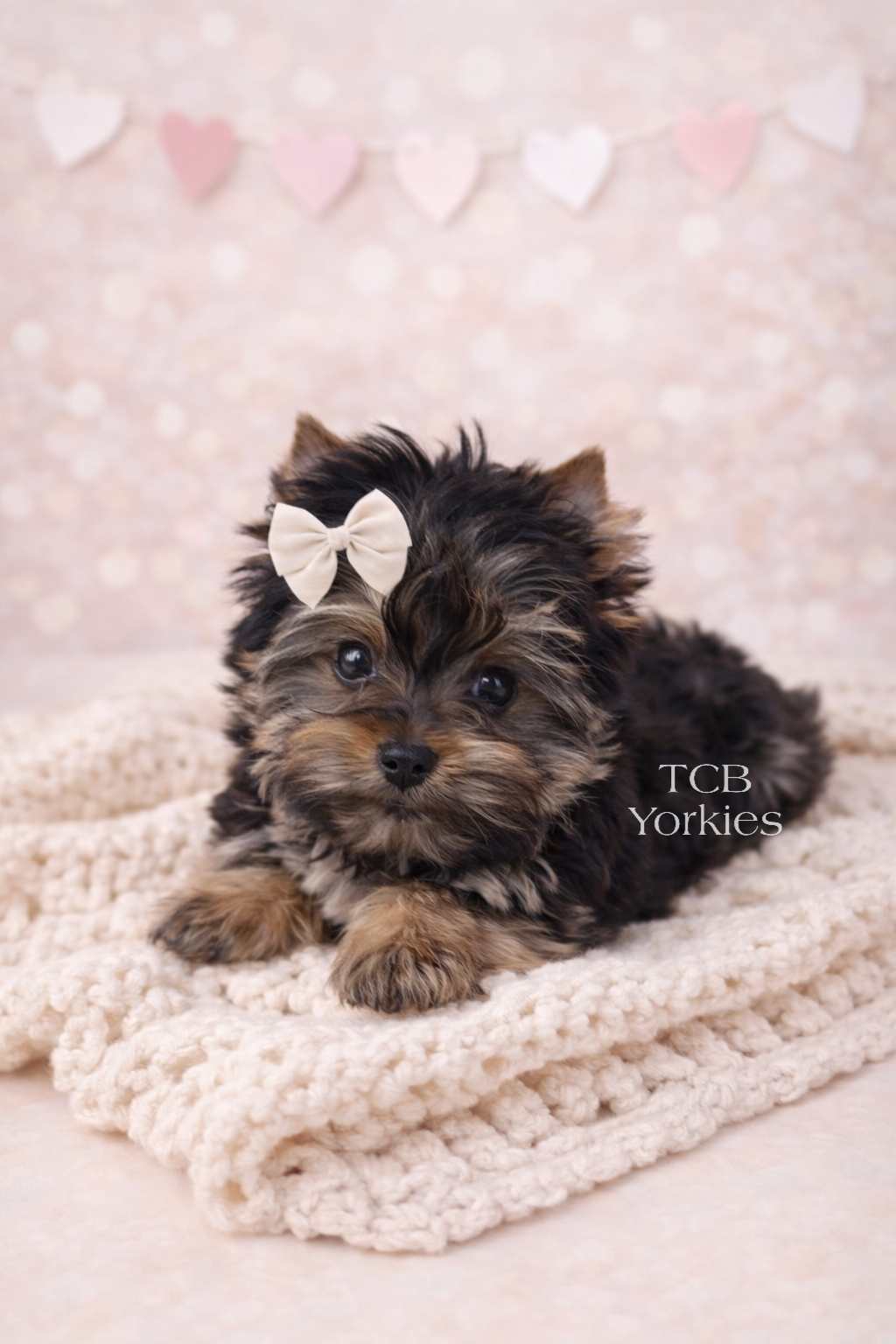 Adorable black and tan Yorkshire Terrier puppy with a white bow on its head, lying on a cozy cream blanket, with pink and white heart decorations in the background.