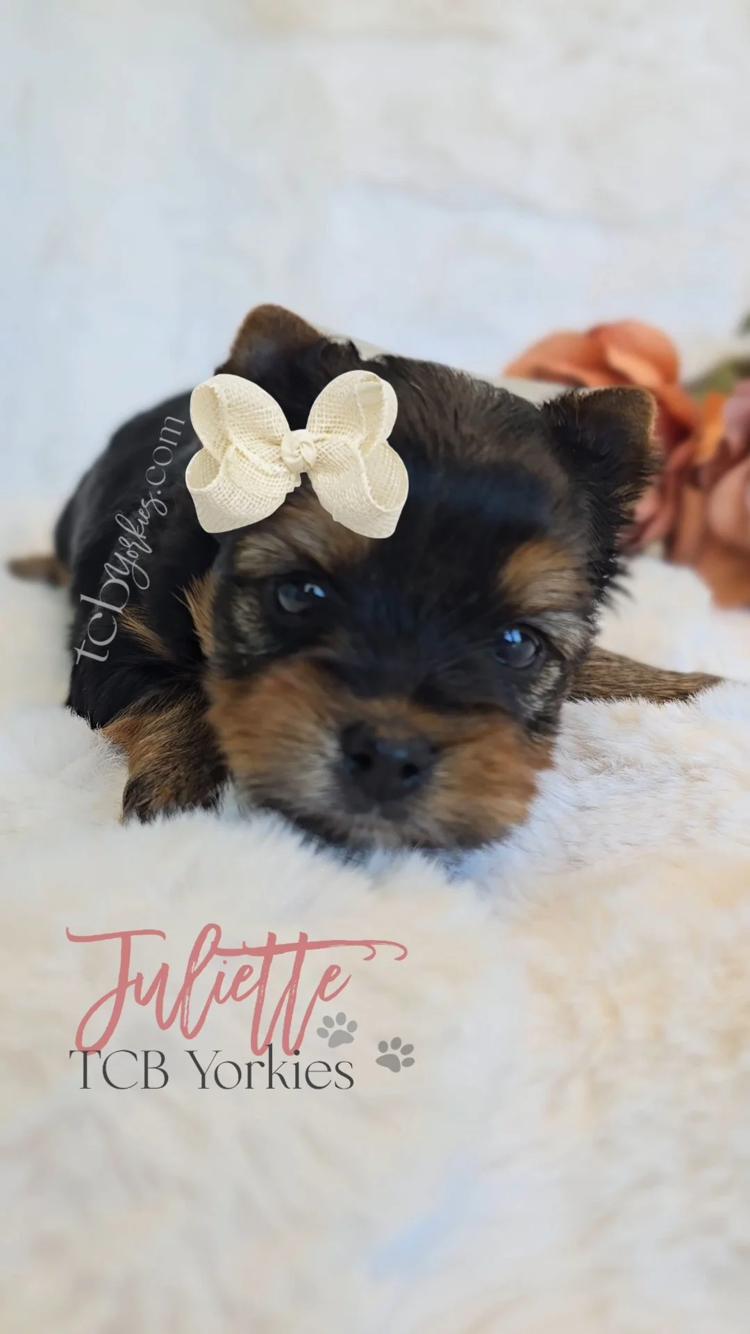 A cute puppy with black and brown fur and a cream-colored bow on its head, lying on a soft white surface.