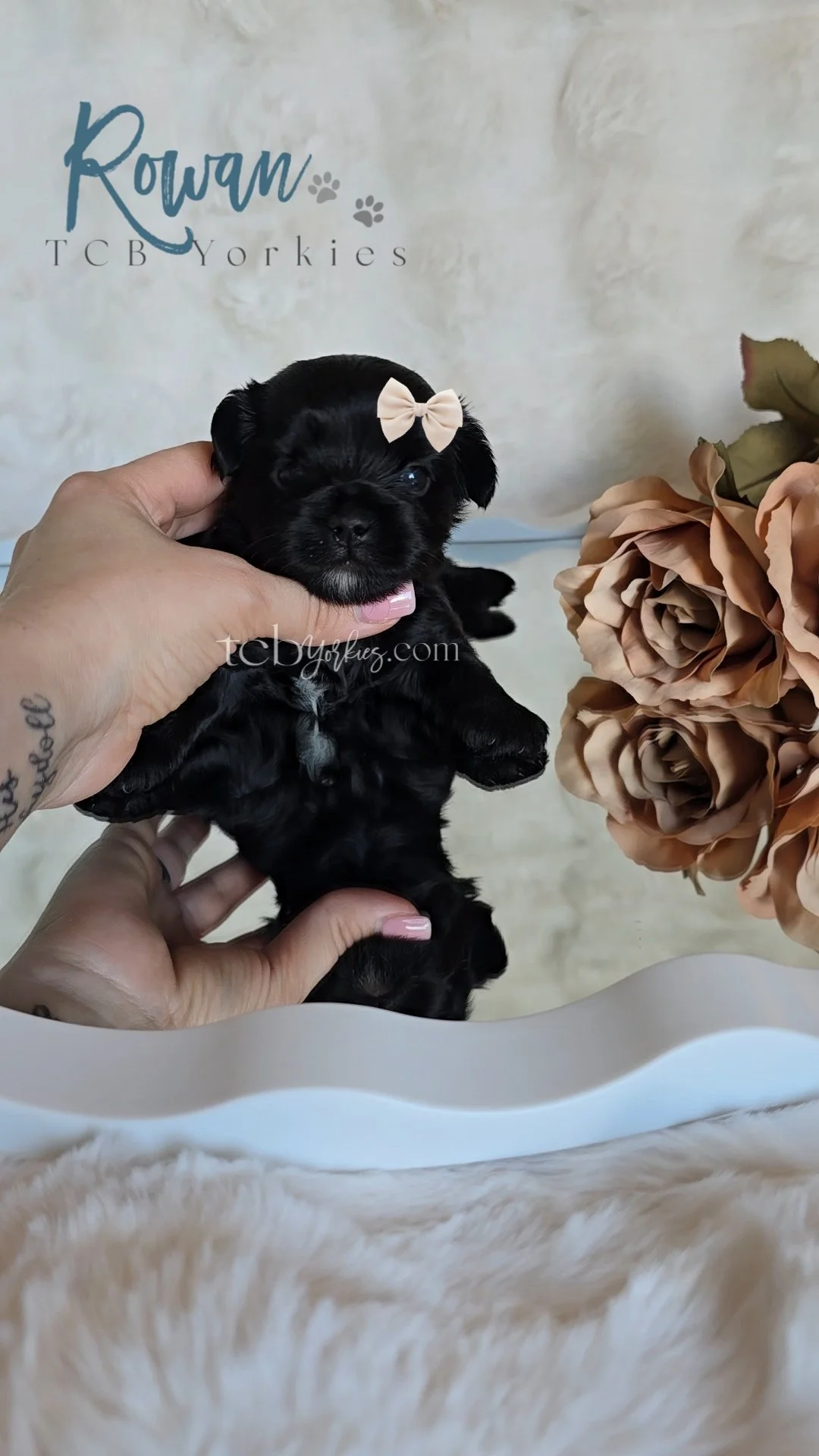 Small black puppy being held with hands, wearing a beige bow on its head, next to large beige flowers, with a background logo of 'Rowan TCB Yorkies' and website 'tcbYorkies.com'.