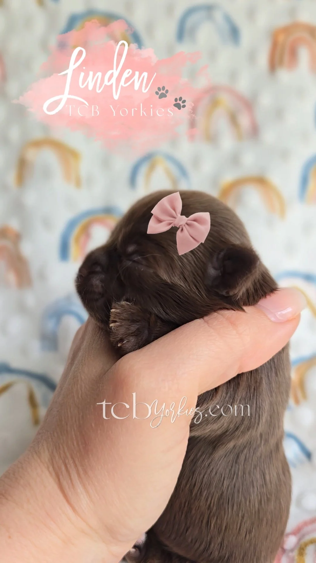 A tiny brown puppy with a pink bow on its head being held gently in a person's hand against a background of colorful rainbows.
