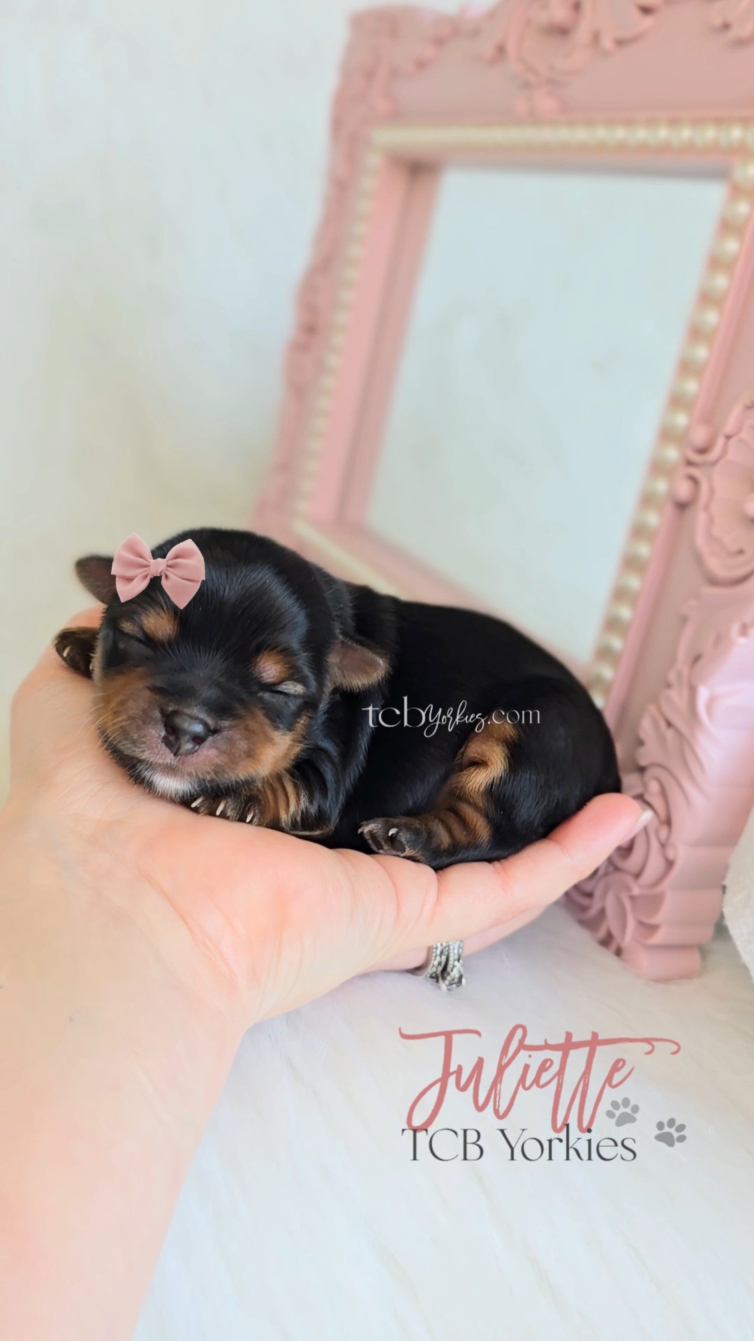 A tiny black and tan Yorkshire Terrier puppy with a pink bow on its head is being gently held in a person's hand. There is a pink decorative mirror or frame in the background and the text 'Juliette TCB Yorkies' withpaw print icons at the bottom right