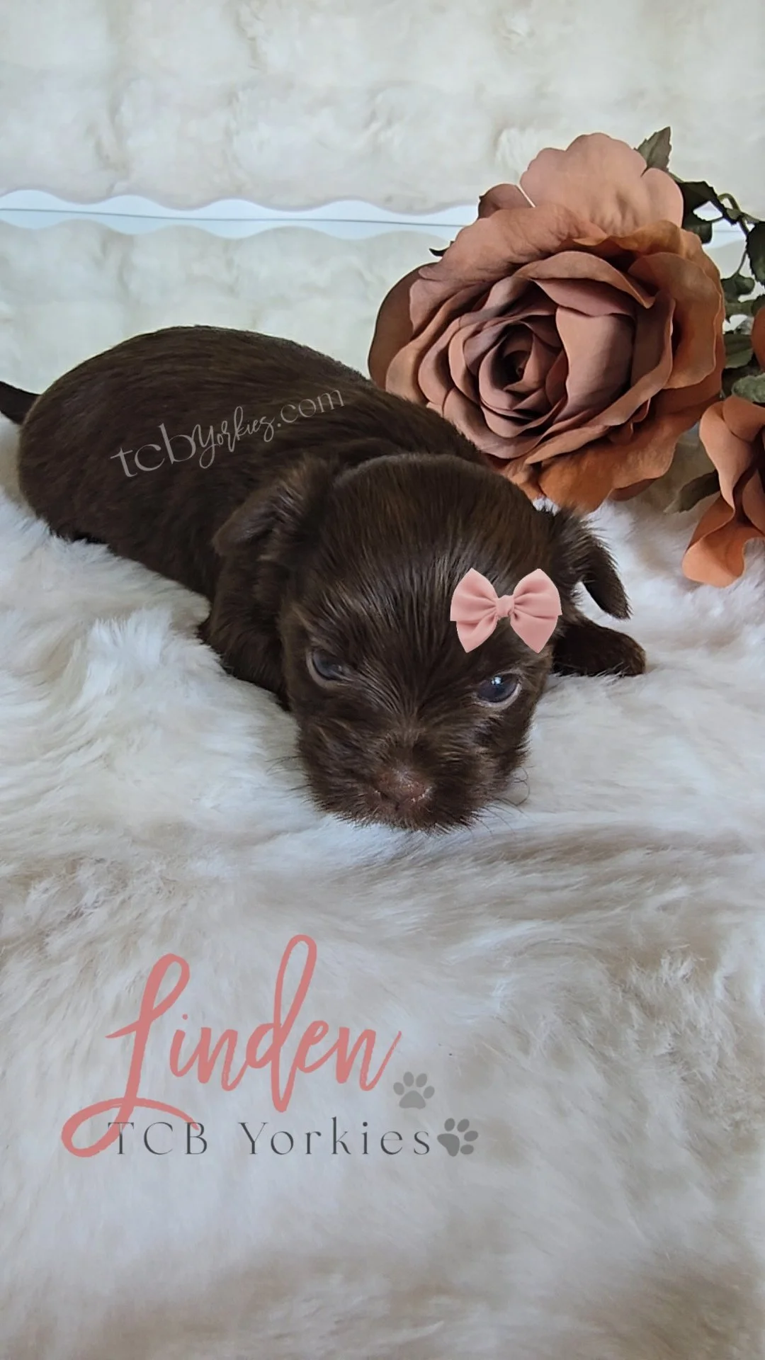 A young brown puppy lying on a soft white fluffy surface next to a large artificial rose and a smaller flower, with a pink bow on its head. The image has text that reads "Linden" and "TCB Yorkies."