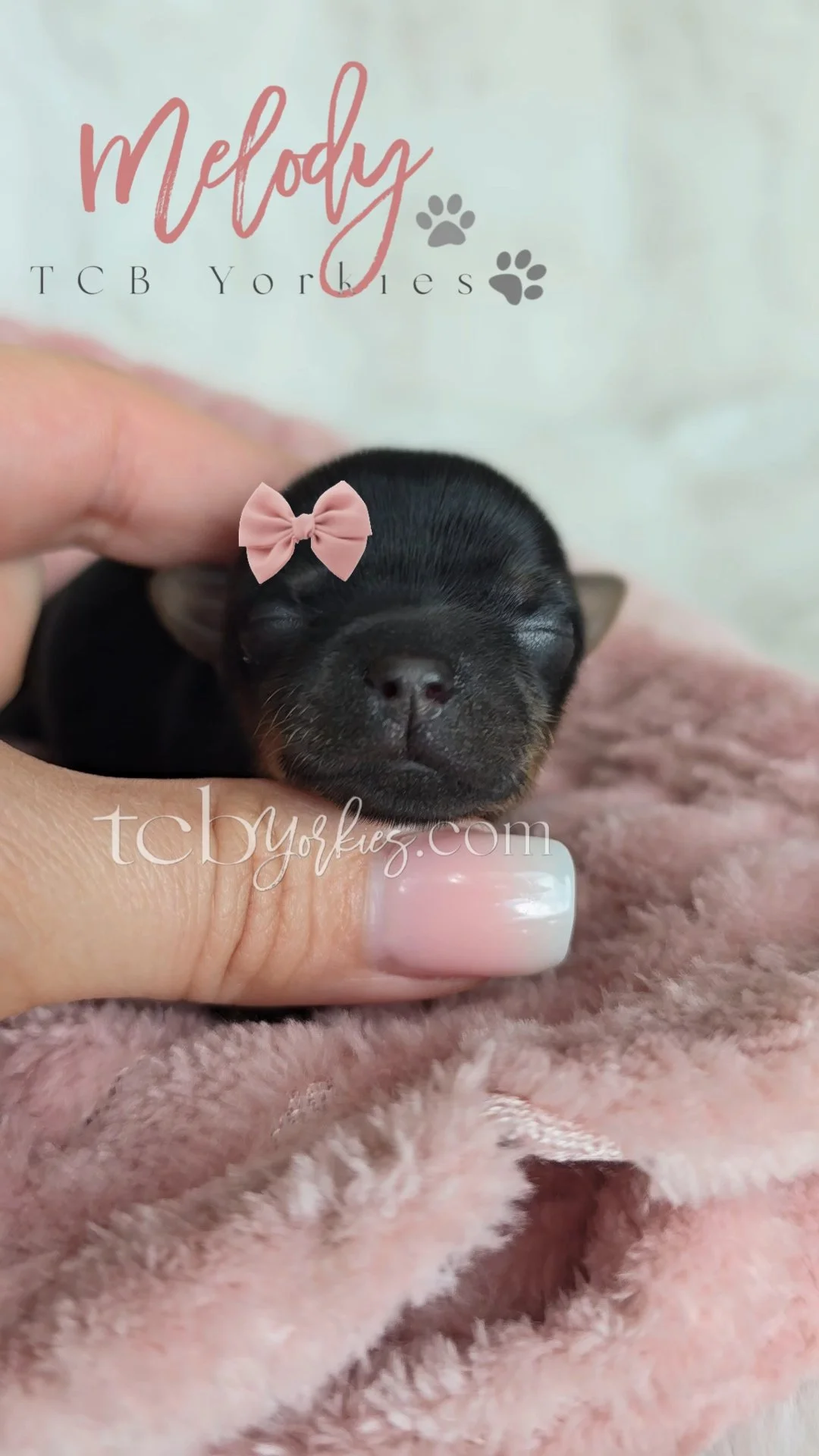 A small black puppy with a pink bow on its head, sleeping peacefully, held gently in a person's hand, with a pink fuzzy blanket underneath, and text overlay reading "Melody TCB Yorkies" and website "tcb yorkies.com".