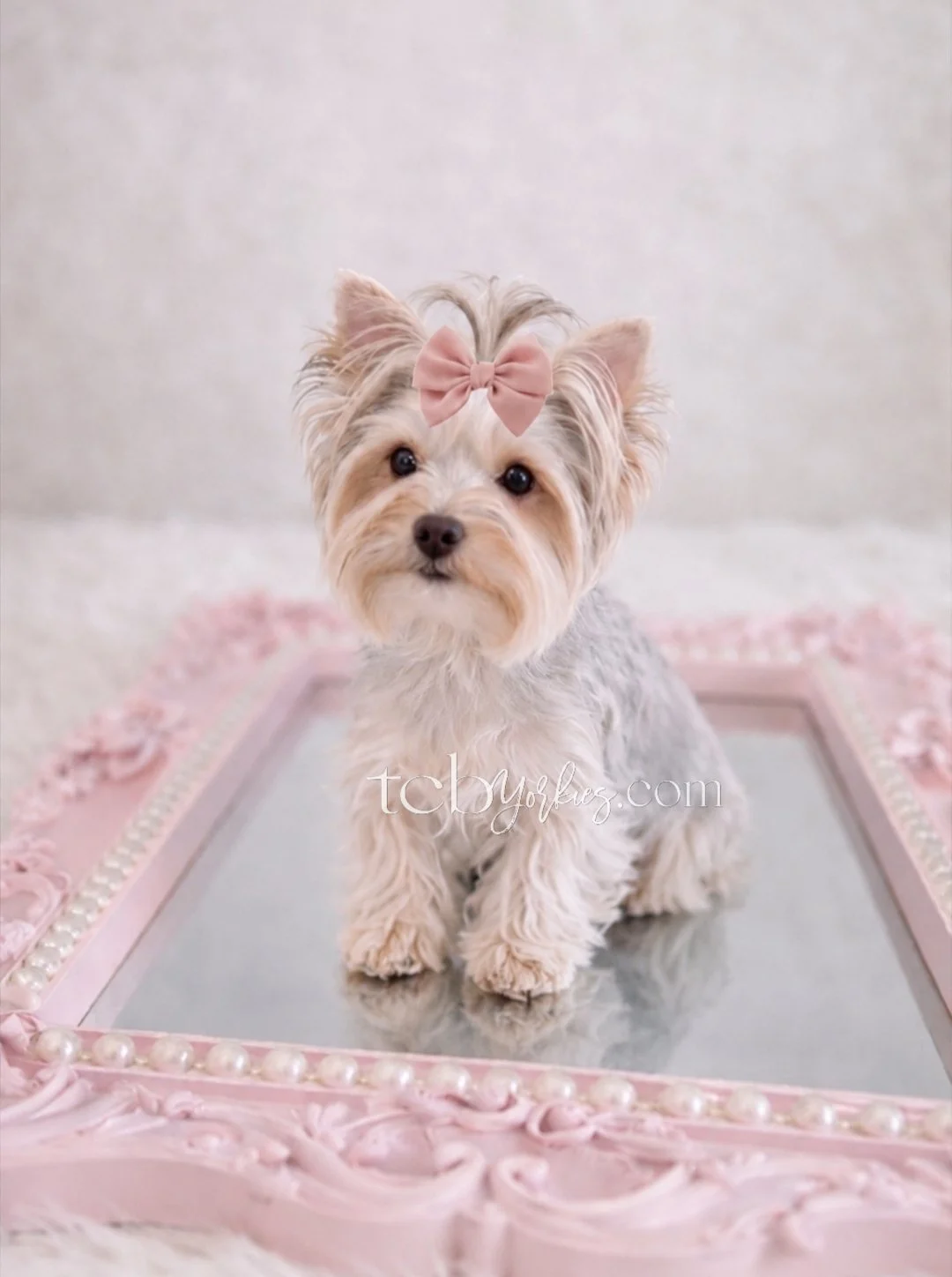 A small dog with light fur and a pink bow on its head, sitting on a pink ornate frame with pearls, against a neutral background.