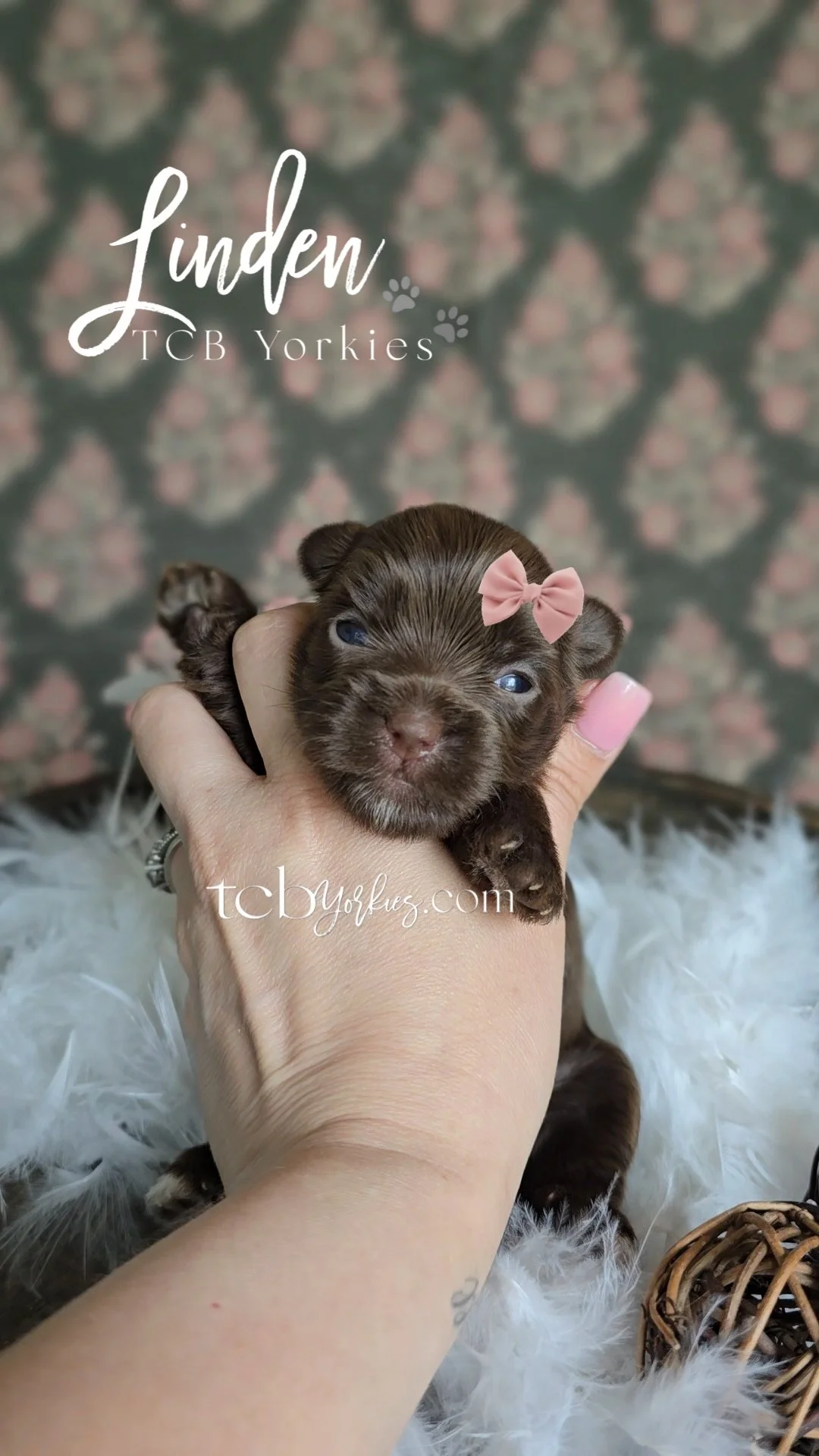 A person holding a tiny brown puppy with a pink bow on its head, standing on white fur with a patterned background.