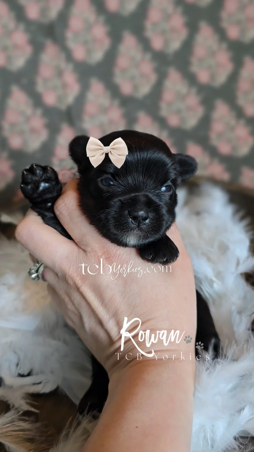 A tiny black puppy with a beige bow on its head is being held in a person's hand, with a blurred floral background and a fluffy white blanket underneath.