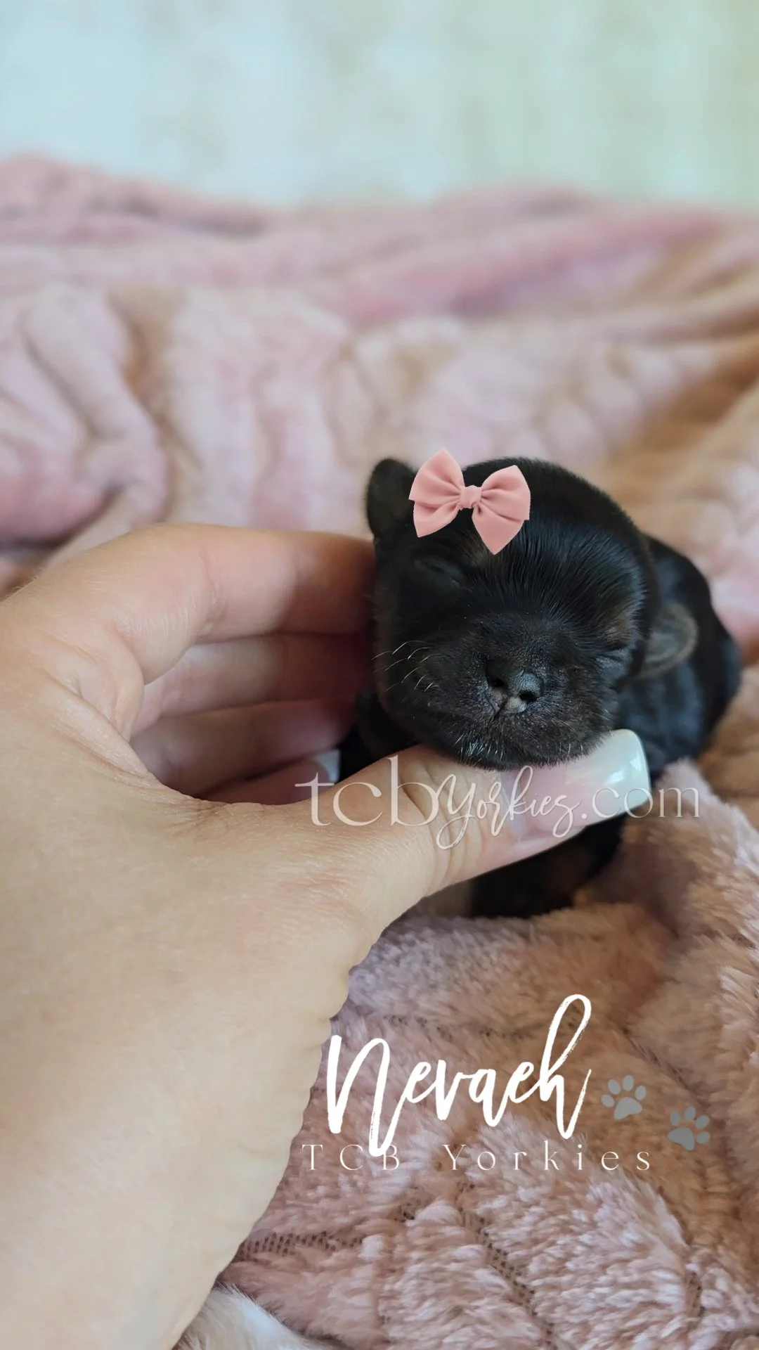 A tiny black puppy with a pink bow on its head, peacefully sleeping on a pink fluffy blanket, being gently held by a person's hand.